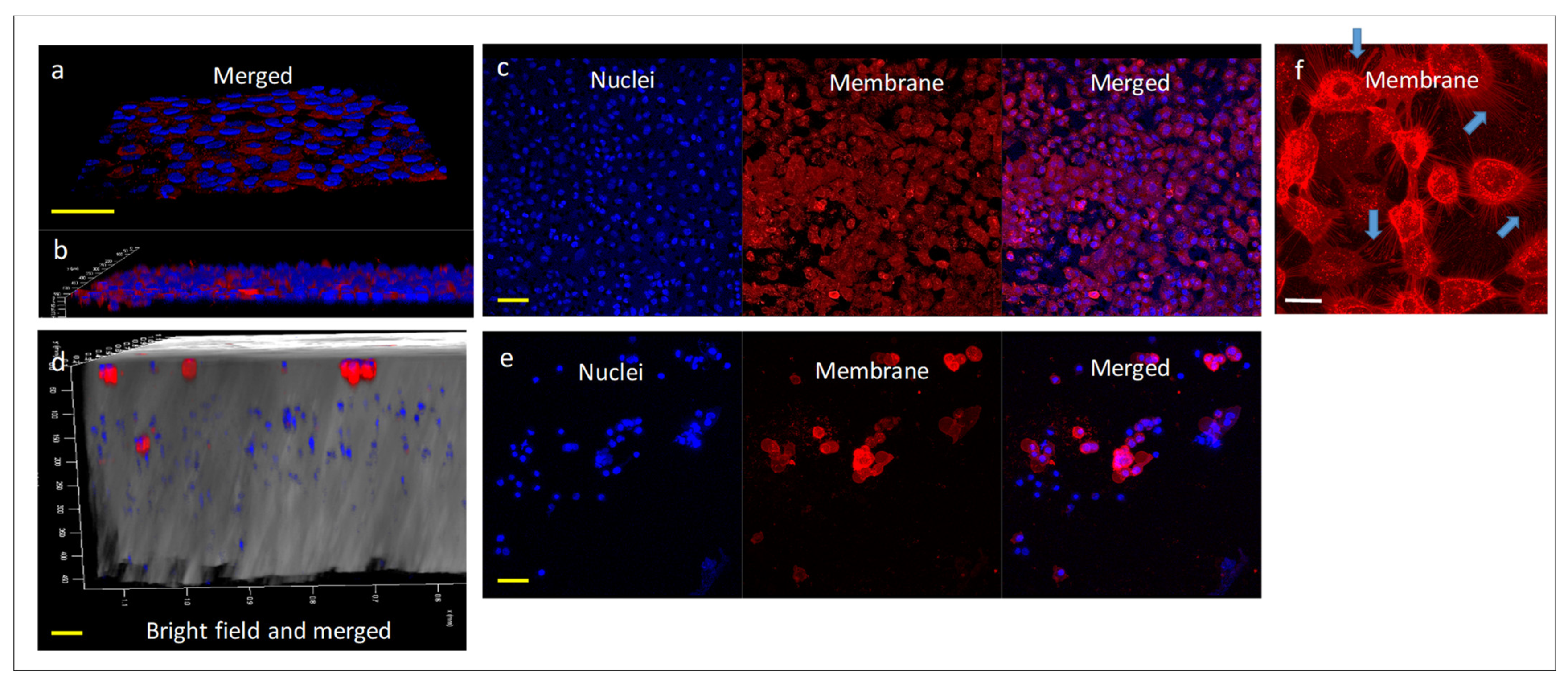 Pharmaceuticals 15 01559 g007 Pharmaceuticals 15 01559 g007