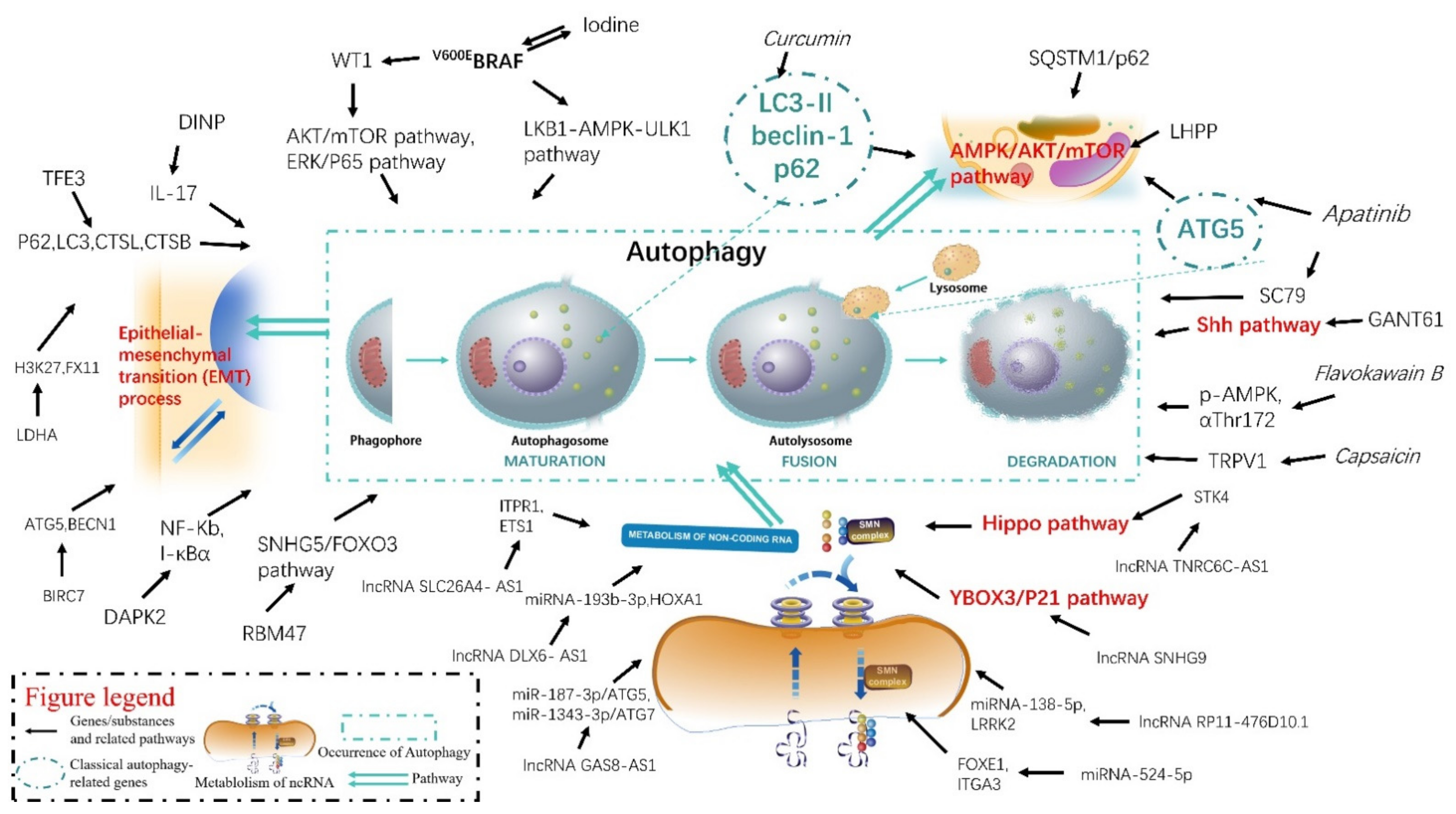 Pharmaceuticals 15 01565 g001 Pharmaceuticals 15 01565 g001
