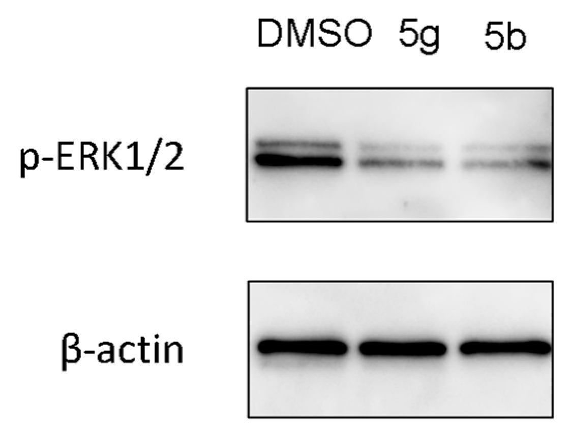 Pharmaceuticals 15 01579 g005 Pharmaceuticals 15 01579 g005
