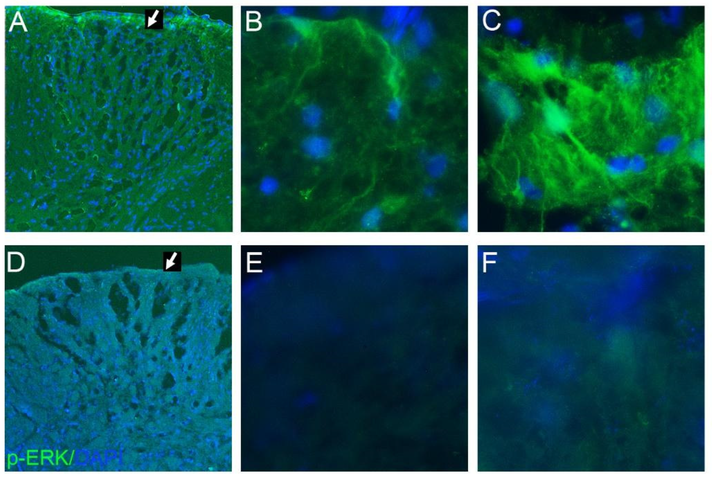 Pharmaceuticals 15 01586 g004