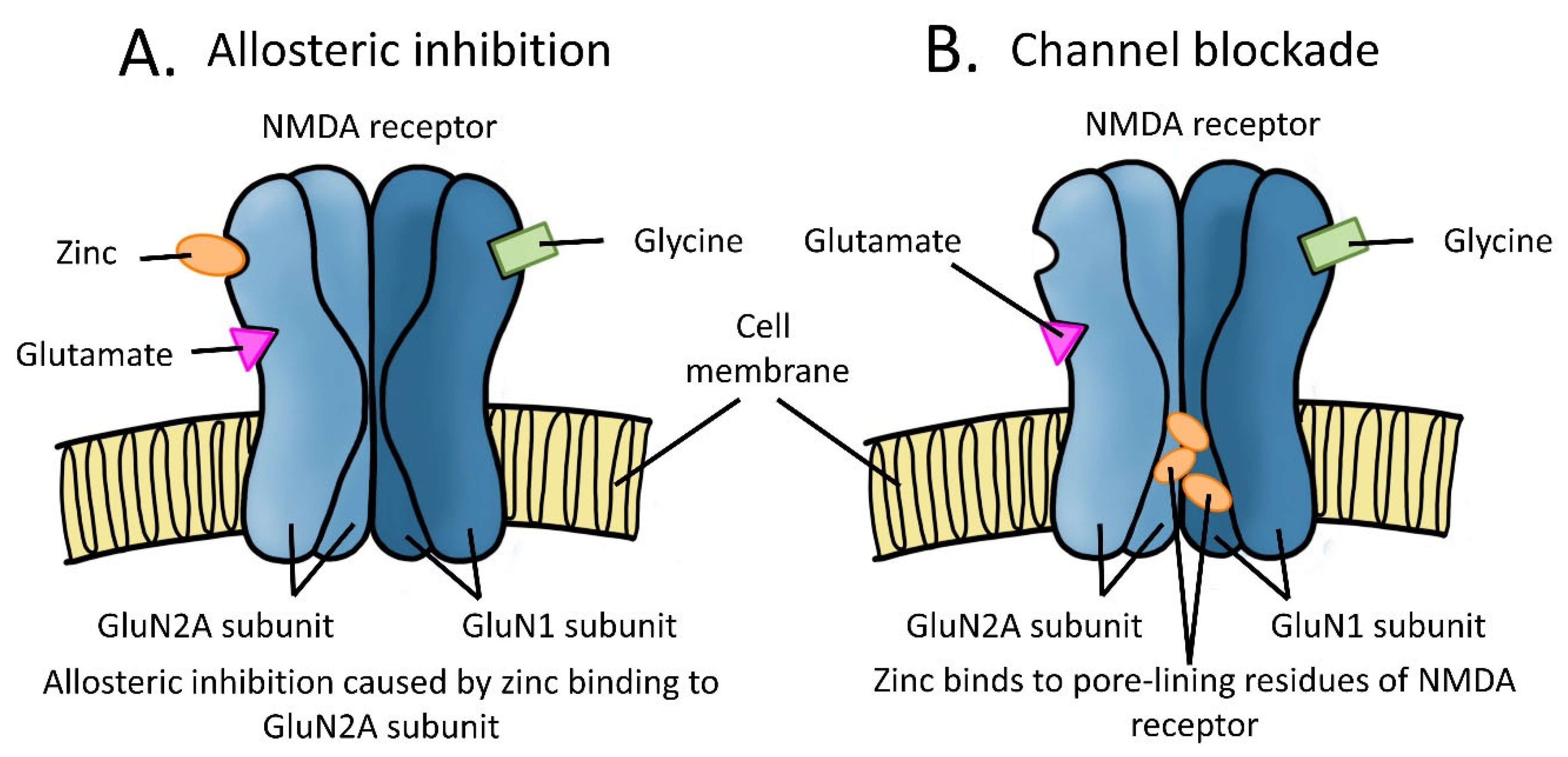 The Role of Zinc and NMDA Receptors in Autism Spectrum Disorders