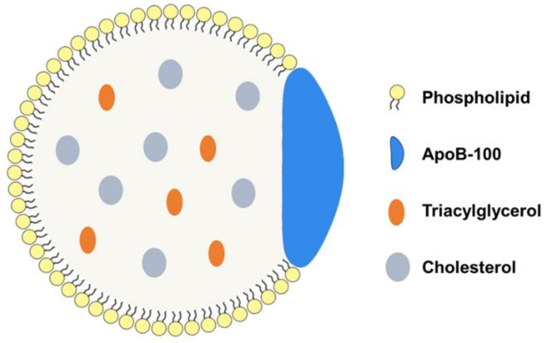 SY様 Recent Development of LDL-Based Nanoparticles for Cancer Therapy