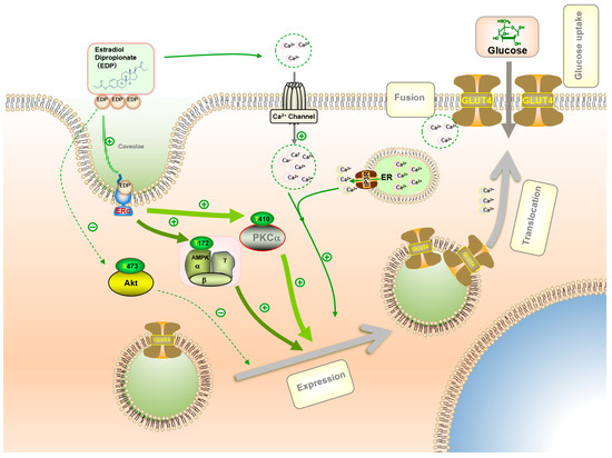 glutathion avis forum Glucose Uptake Is Increased by Estradiol Dipropionate in L6 Skeletal Muscle Cells Can glutathione injections be returnable Tri-Fortify Flavor:Watermelon