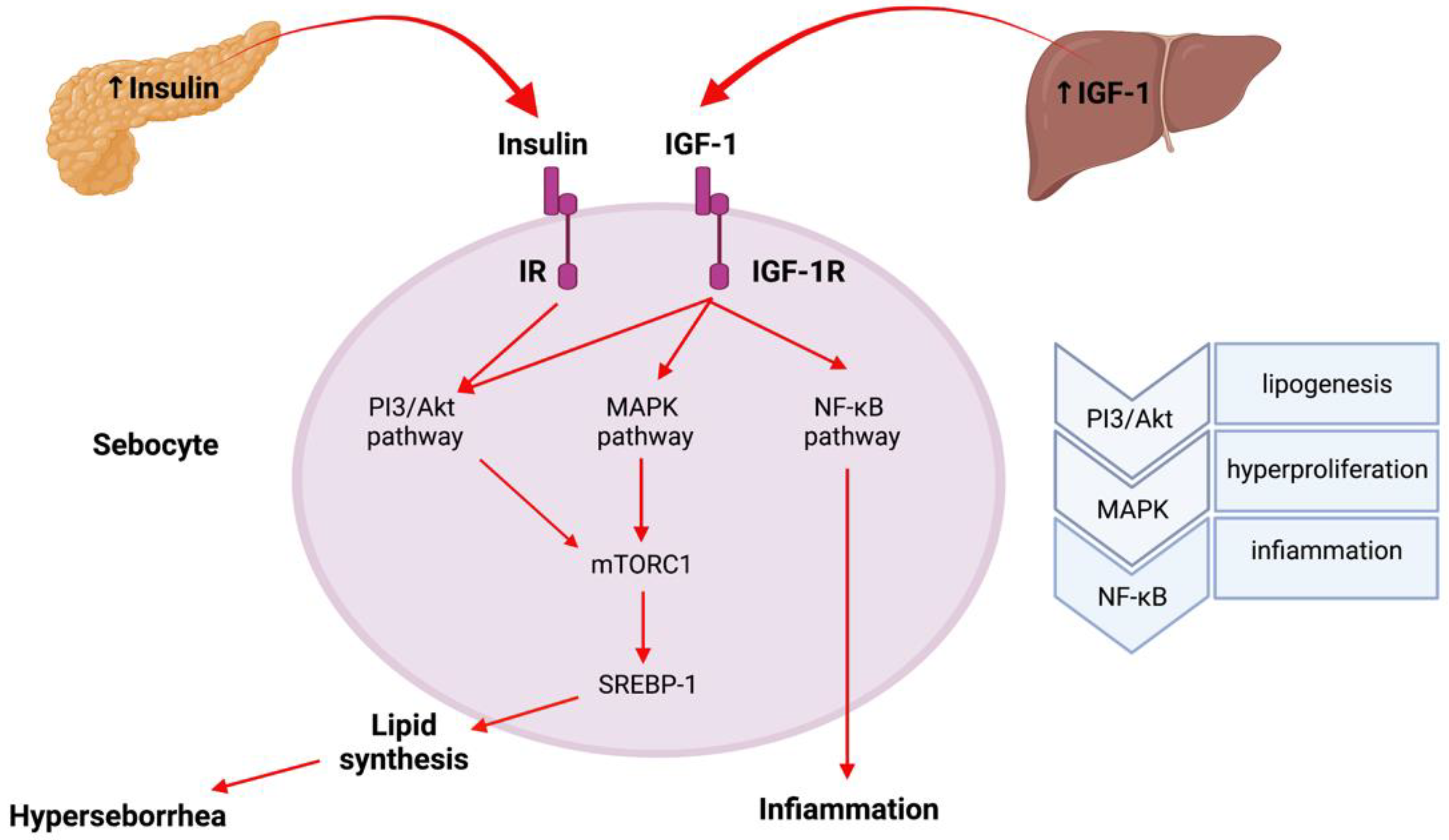 Pharmaceuticals Free FullText Insulin Resistance and Acne The Role of Metformin as