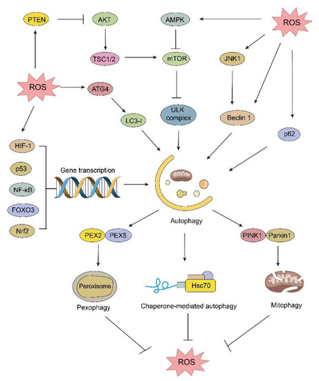 Targeting PP2A-dependent autophagy enhances sensitivity to