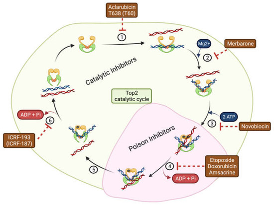 The Implication of Topoisomerase II Inhibitors in Synthetic Lethality ...