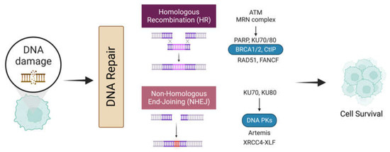 The Implication of Topoisomerase II Inhibitors in Synthetic Lethality ...