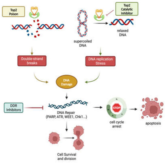 The Implication of Topoisomerase II Inhibitors in Synthetic Lethality ...