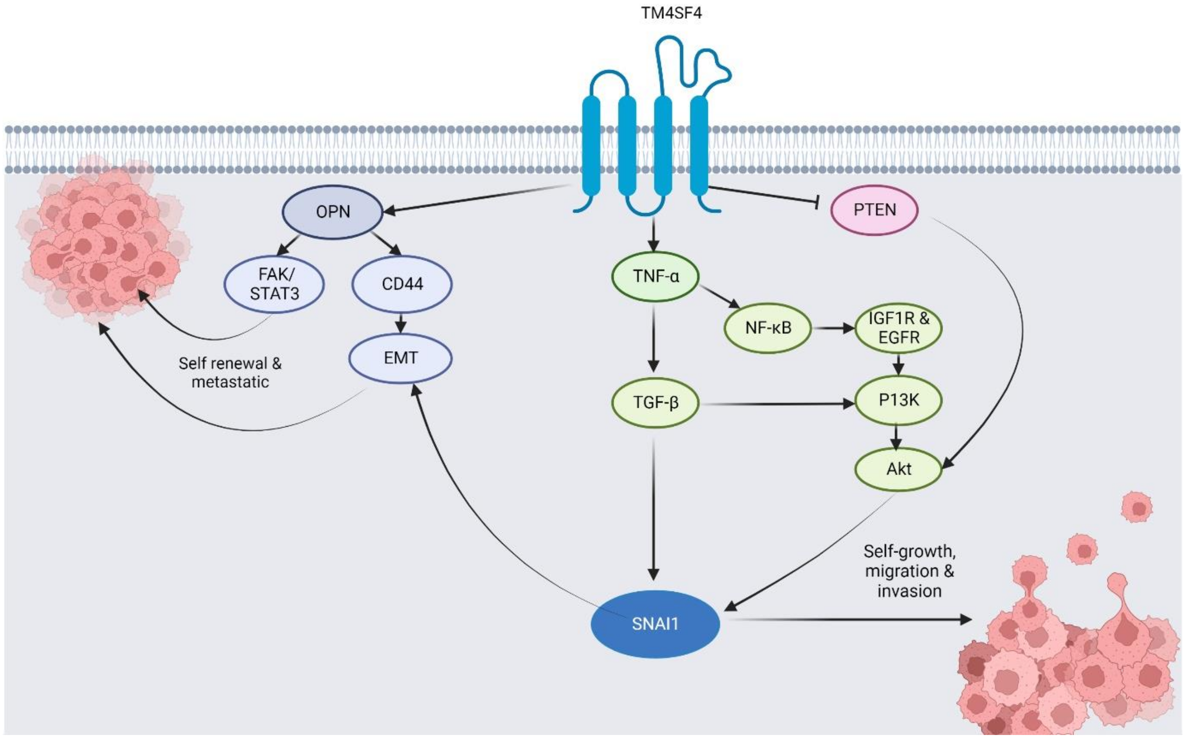 Pharmaceuticals 16 00110 g003 Pharmaceuticals 16 00110 g003