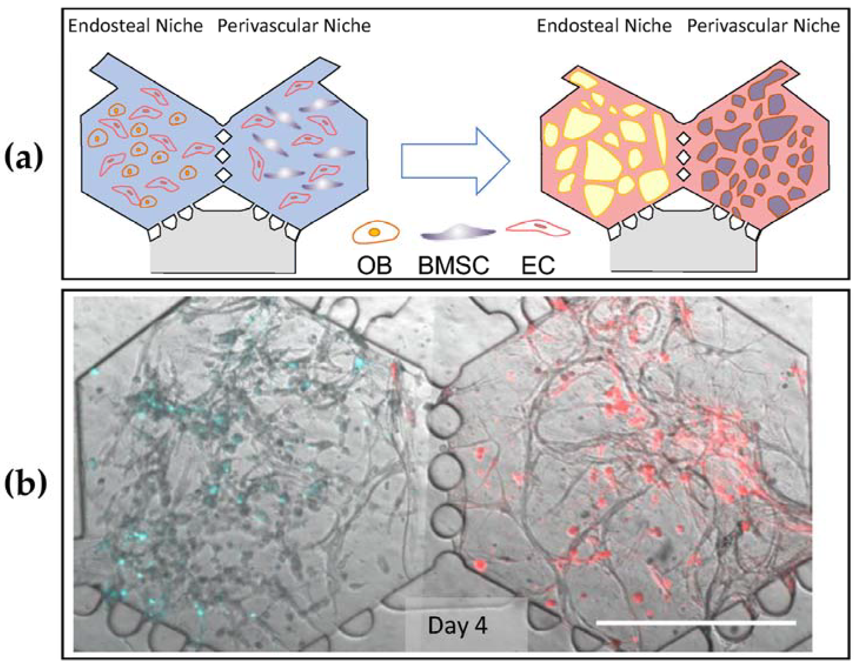 Pharmaceuticals 16 00111 g007 Pharmaceuticals 16 00111 g007