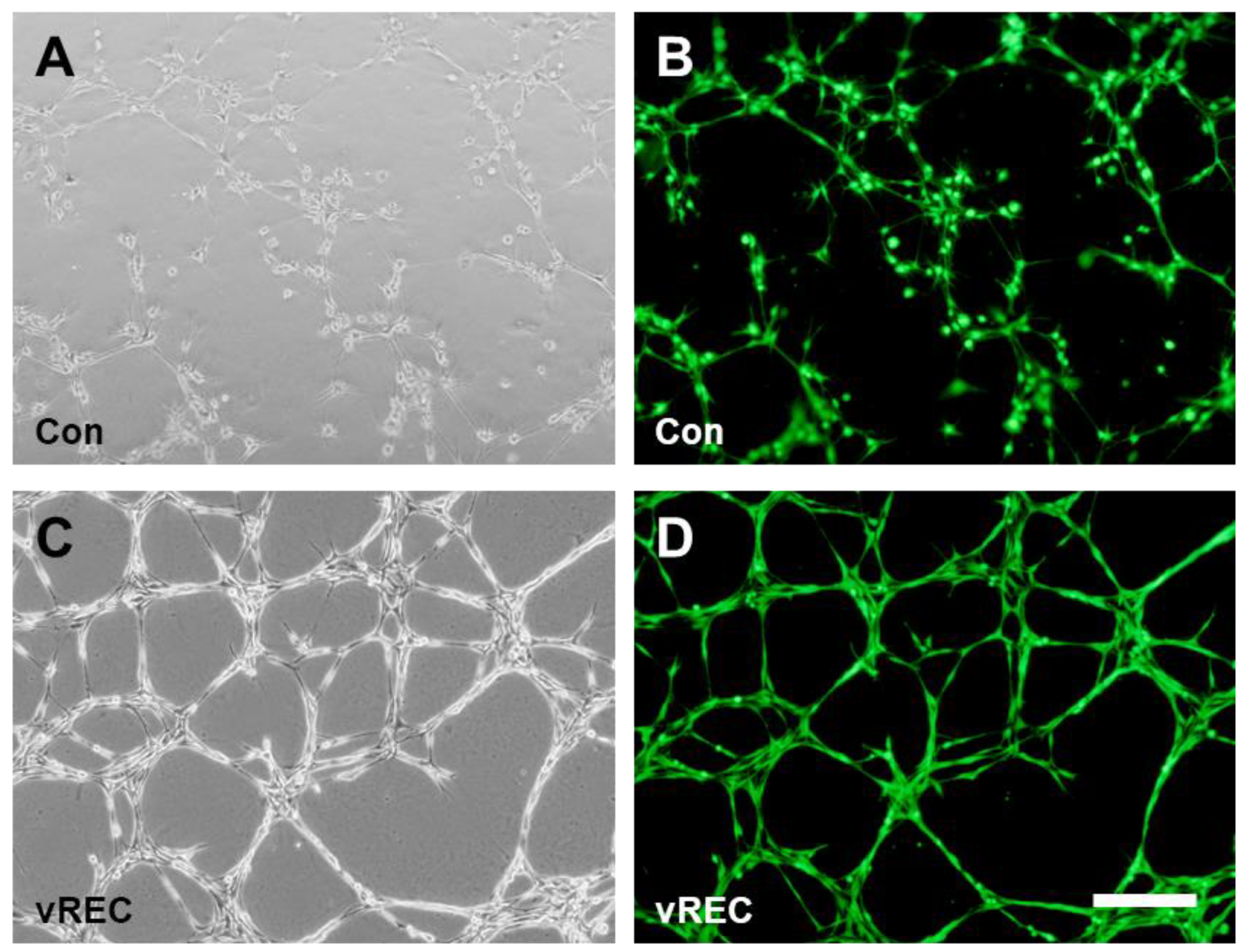 Pharmaceuticals 16 00123 g004 Pharmaceuticals 16 00123 g004