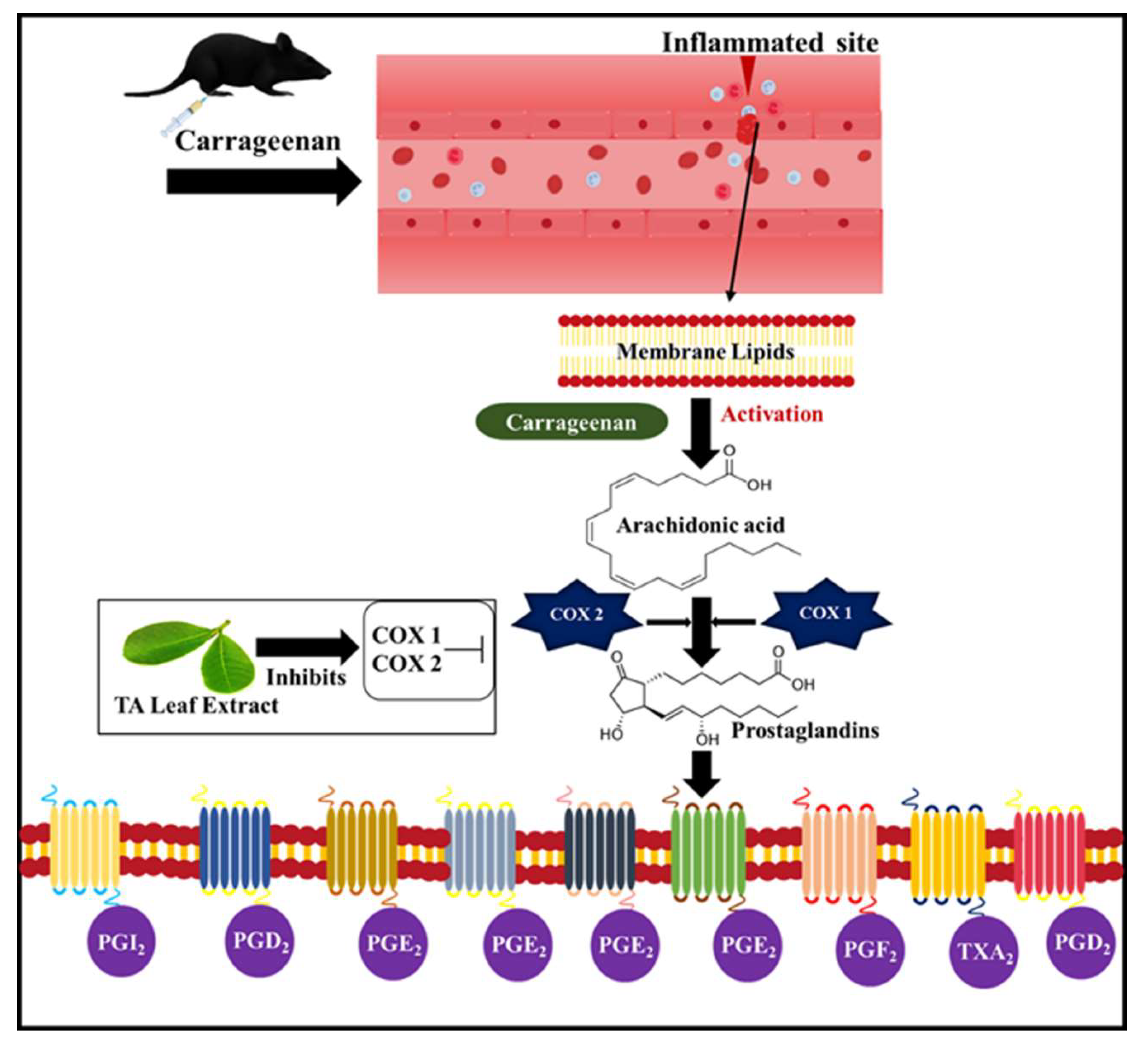Pharmaceuticals 16 00126 g003 Pharmaceuticals 16 00126 g003