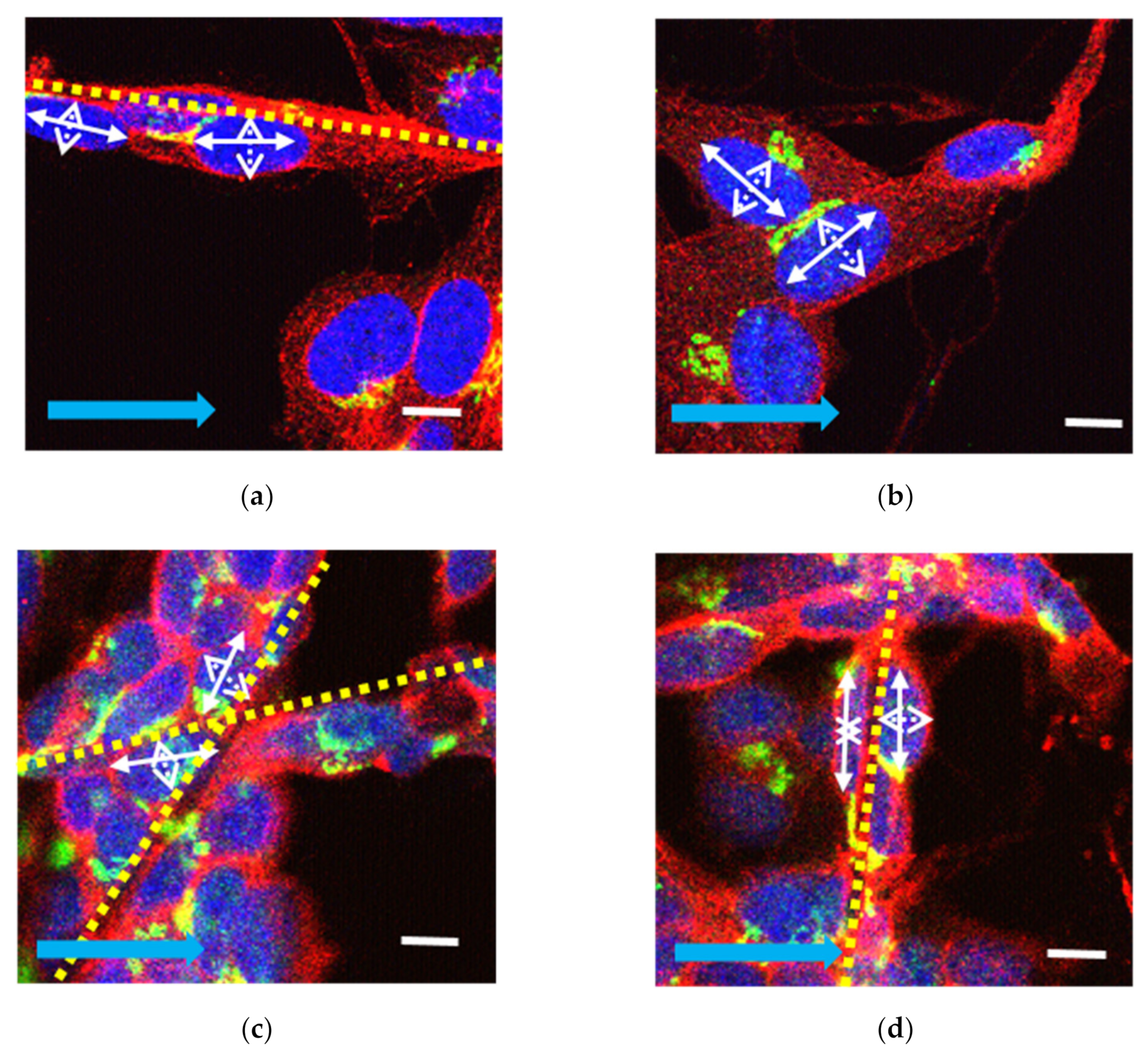 Pharmaceuticals 16 00138 g002 Pharmaceuticals 16 00138 g002