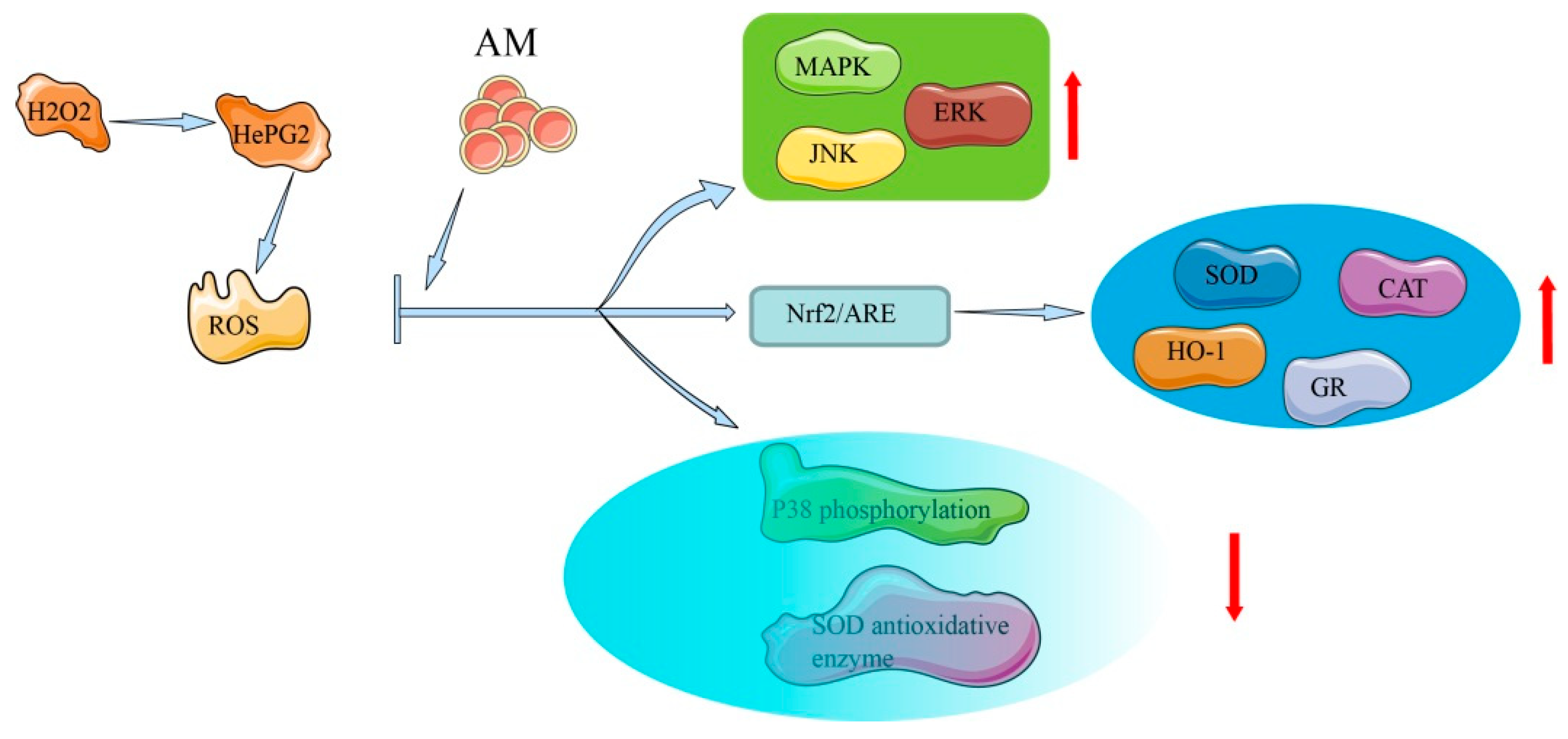 Pharmaceuticals 16 00150 g004