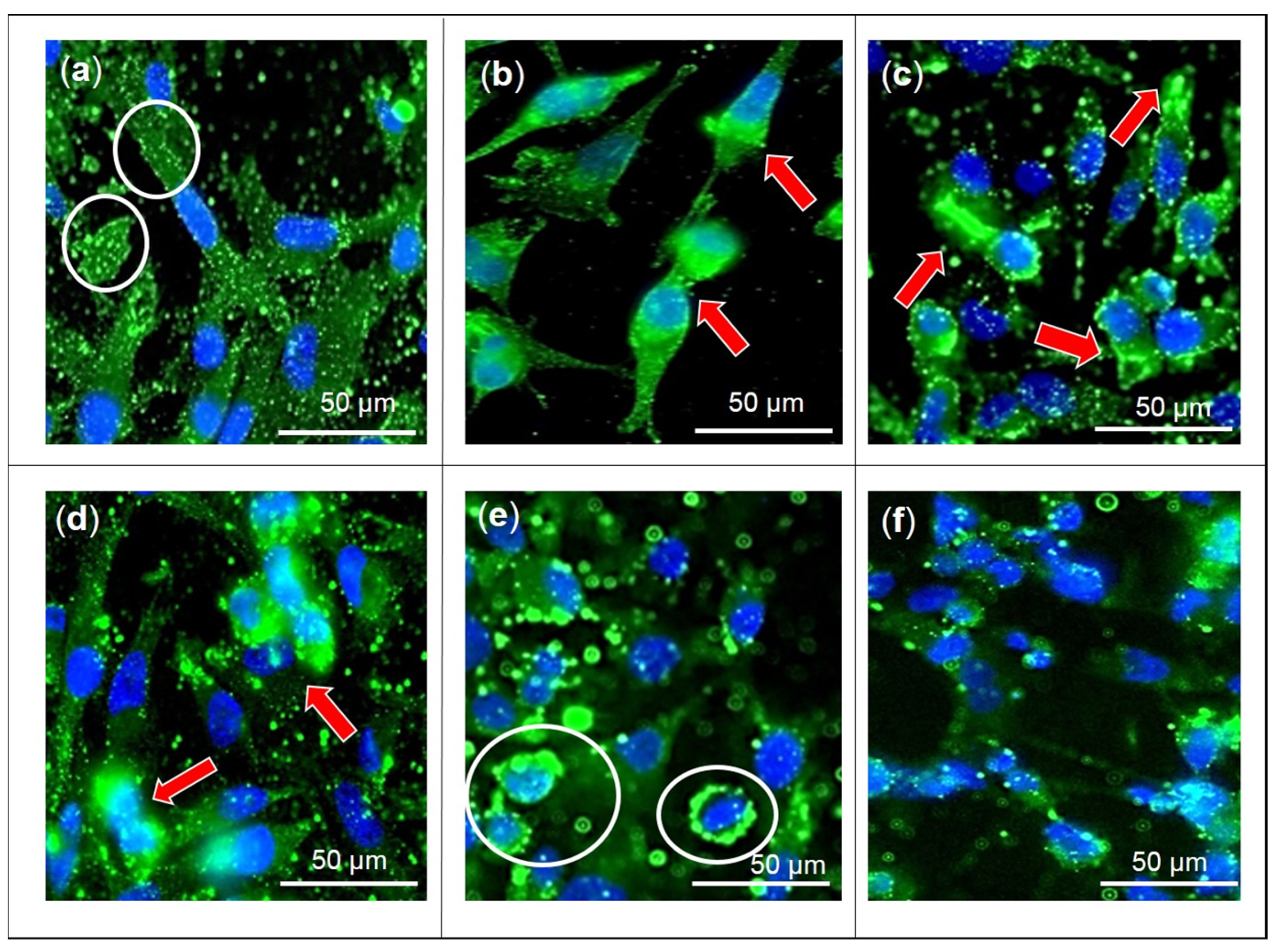 Pharmaceuticals 16 00153 g003 Pharmaceuticals 16 00153 g003