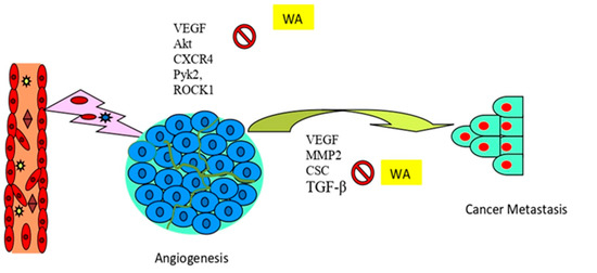 Withaferin A: A Pleiotropic Anticancer Agent from the Indian Medicinal ...