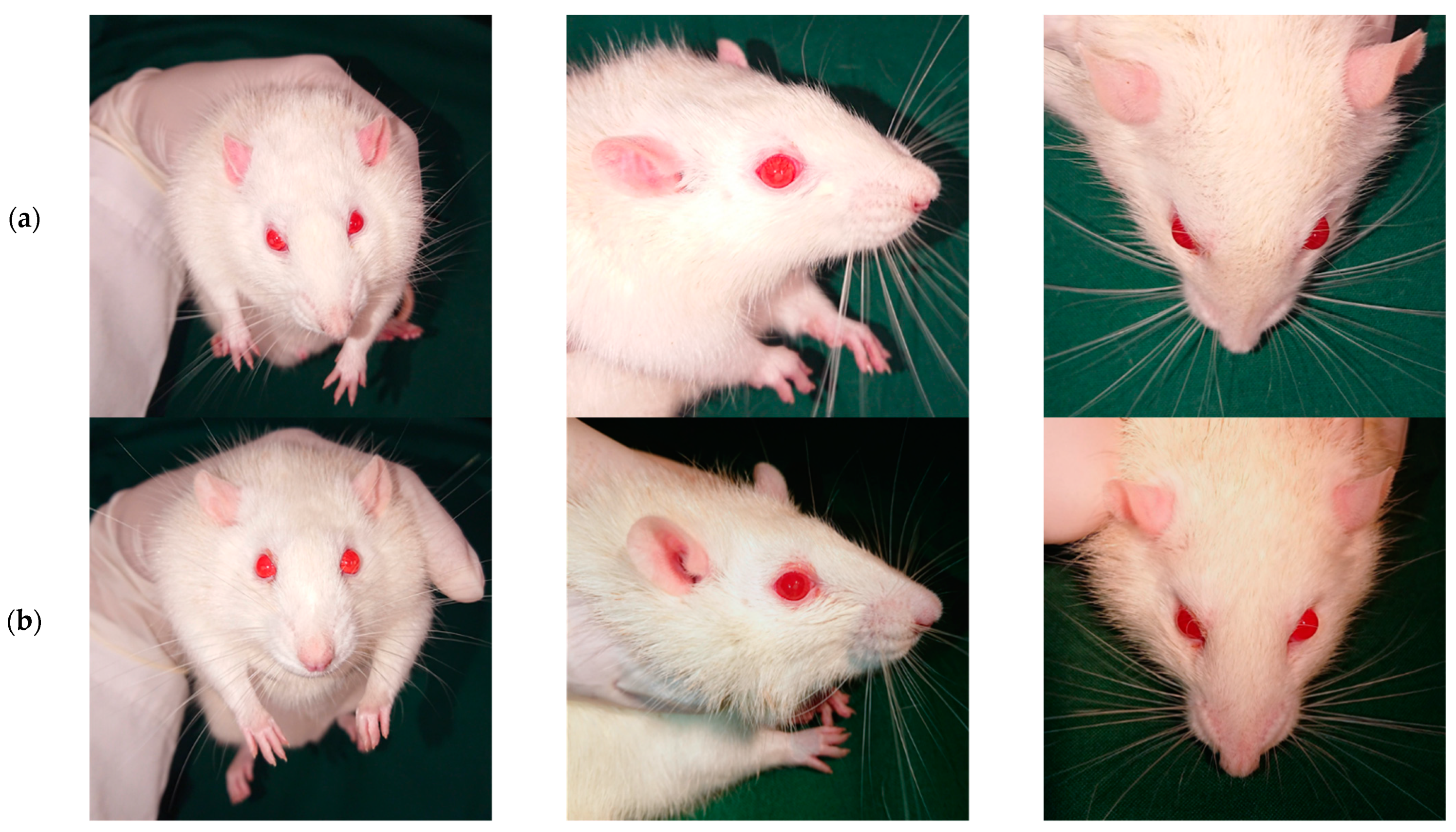 Pharmaceuticals 16 00164 g001