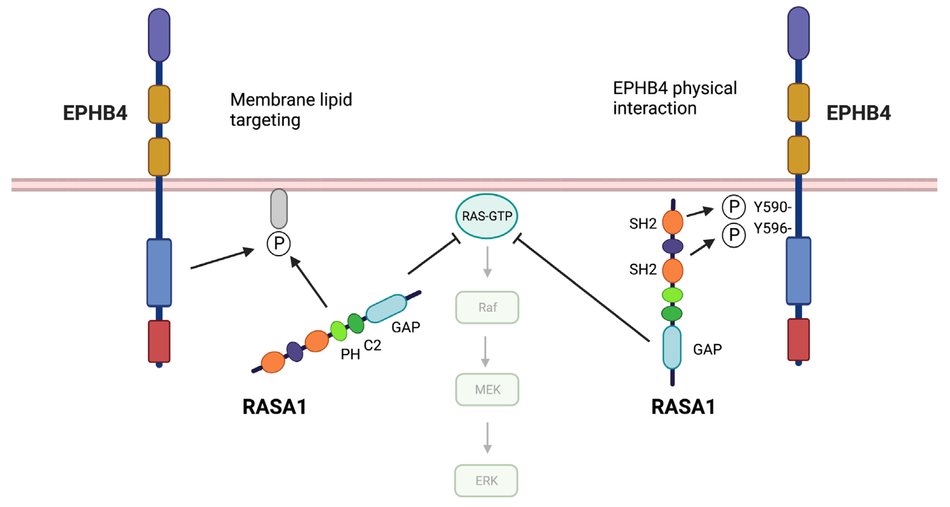Pharmaceuticals 16 00165 g003