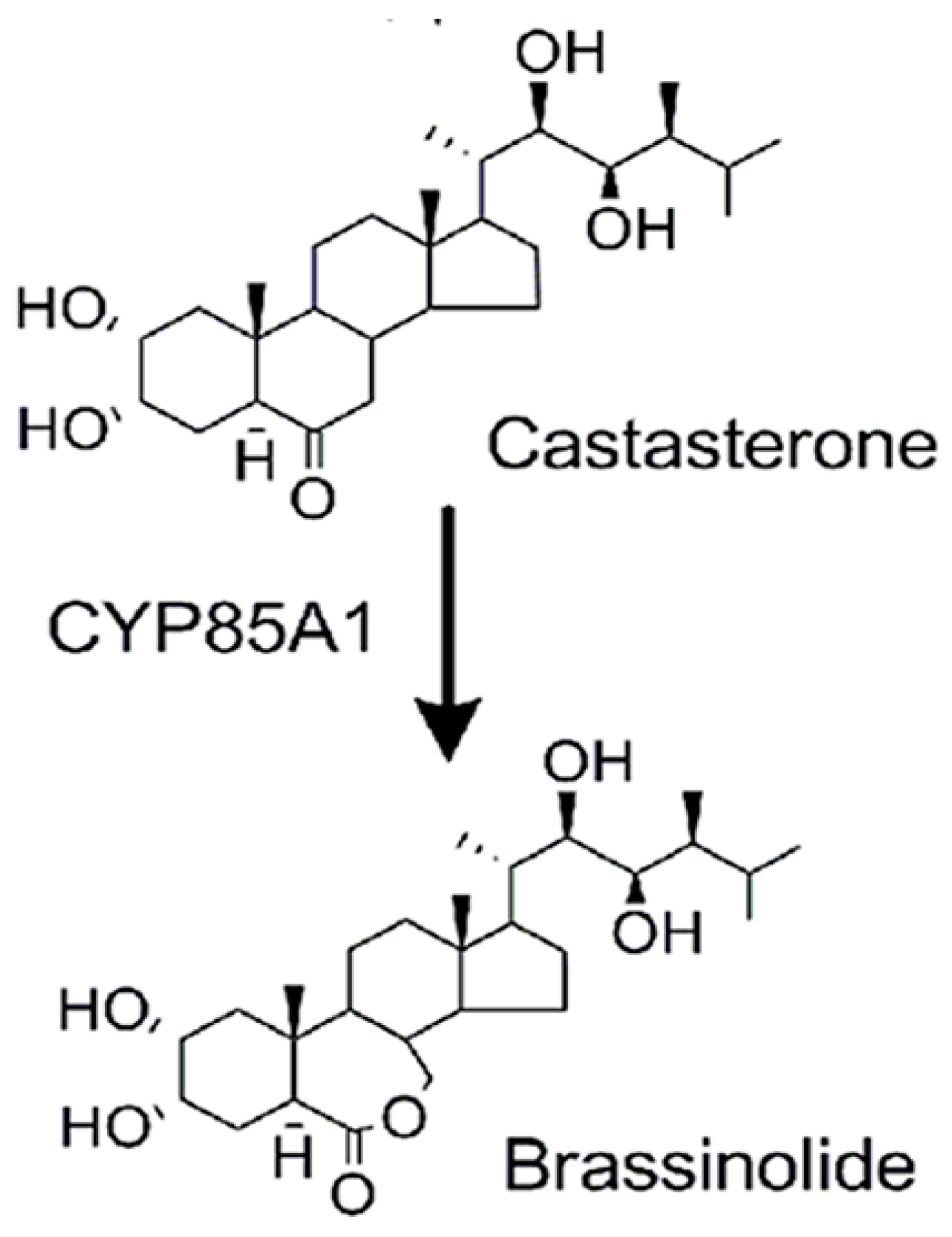 Pharmaceuticals 16 00170 g001 Pharmaceuticals 16 00170 g001