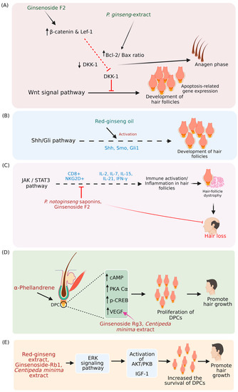 Role and Mechanisms of Phytochemicals in Hair Growth and Health