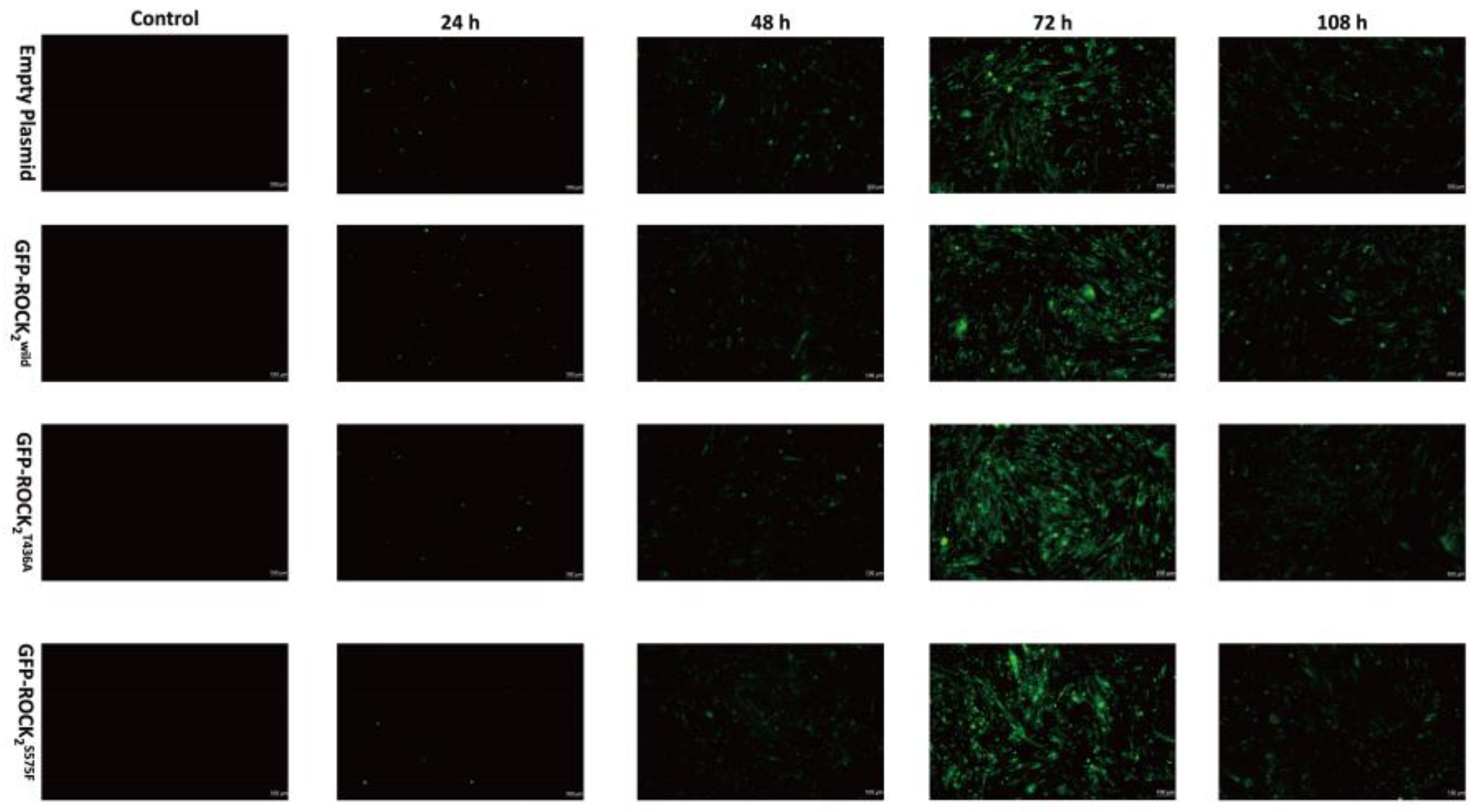 Pharmaceuticals 16 00218 g003