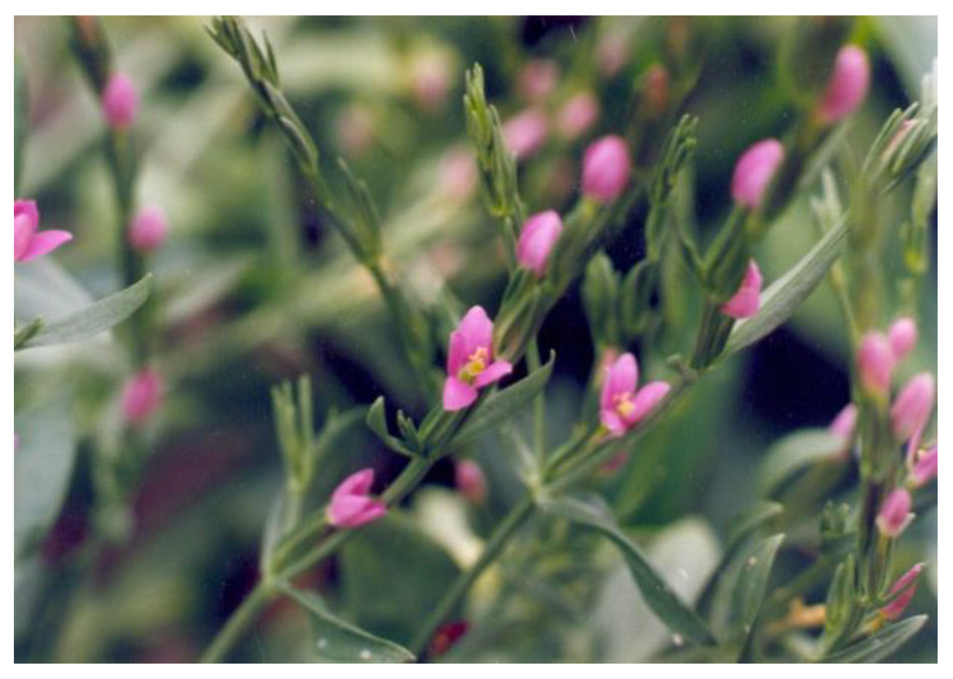 Pharmaceuticals 16 00245 g001 550