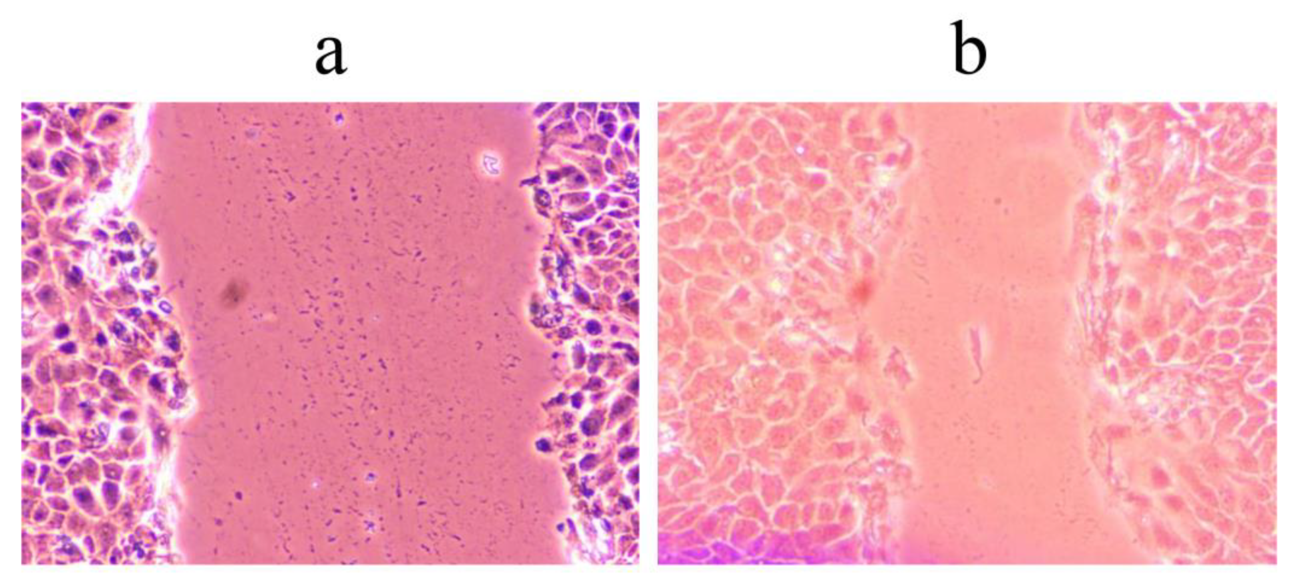 Pharmaceuticals 16 00245 g003 550