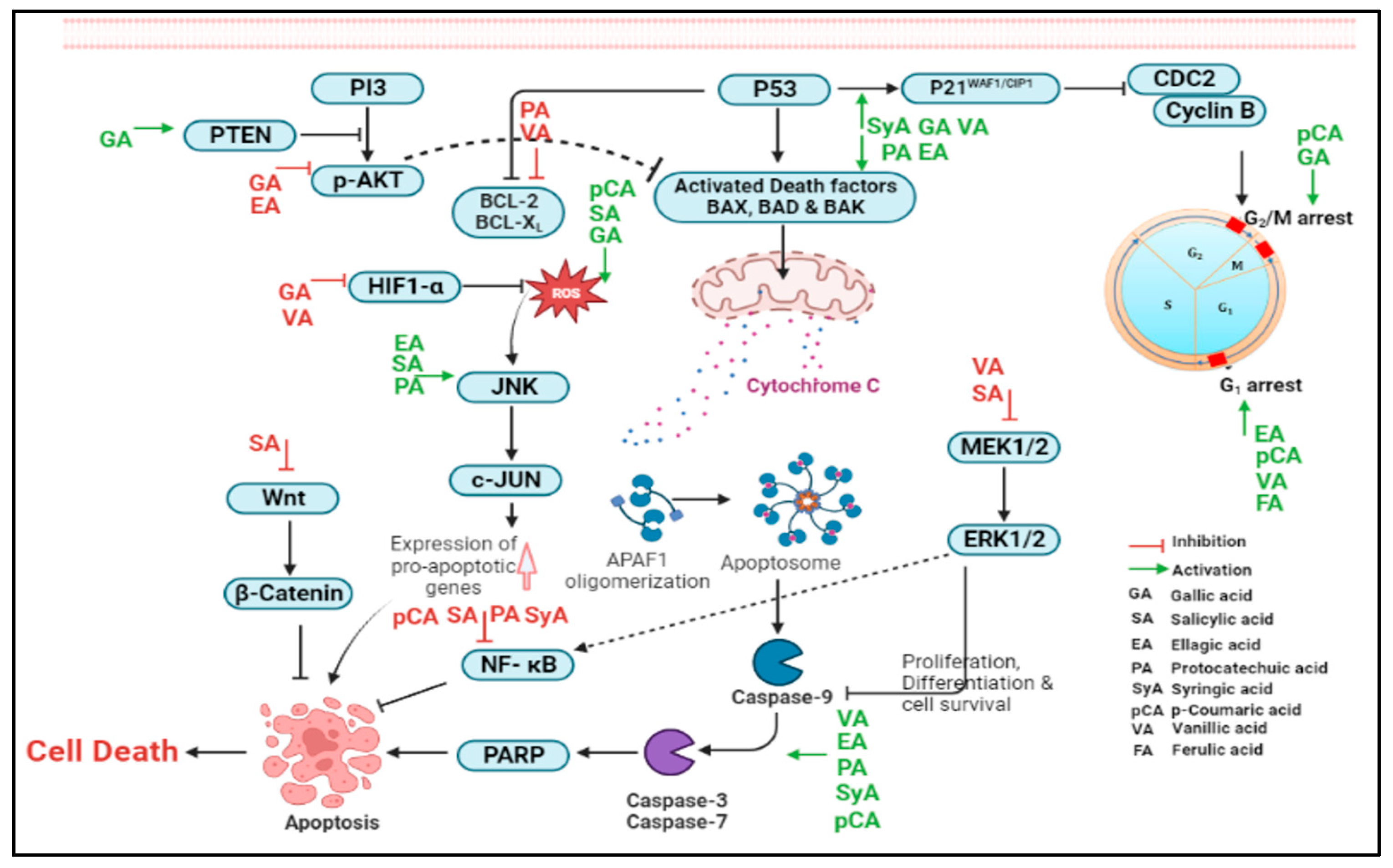Pharmaceuticals 16 00274 g003 Pharmaceuticals 16 00274 g003