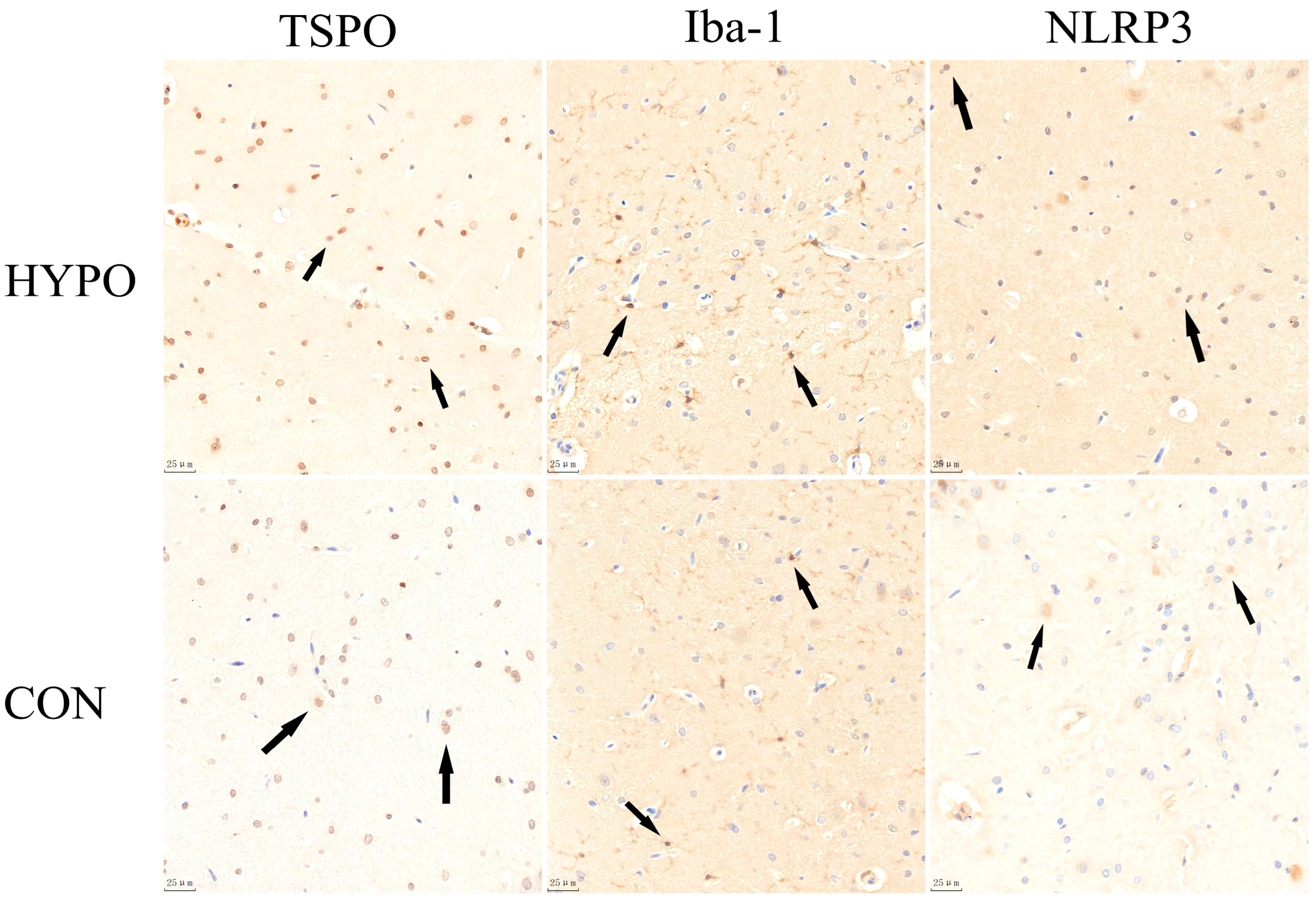 Pharmaceuticals 16 00279 g005