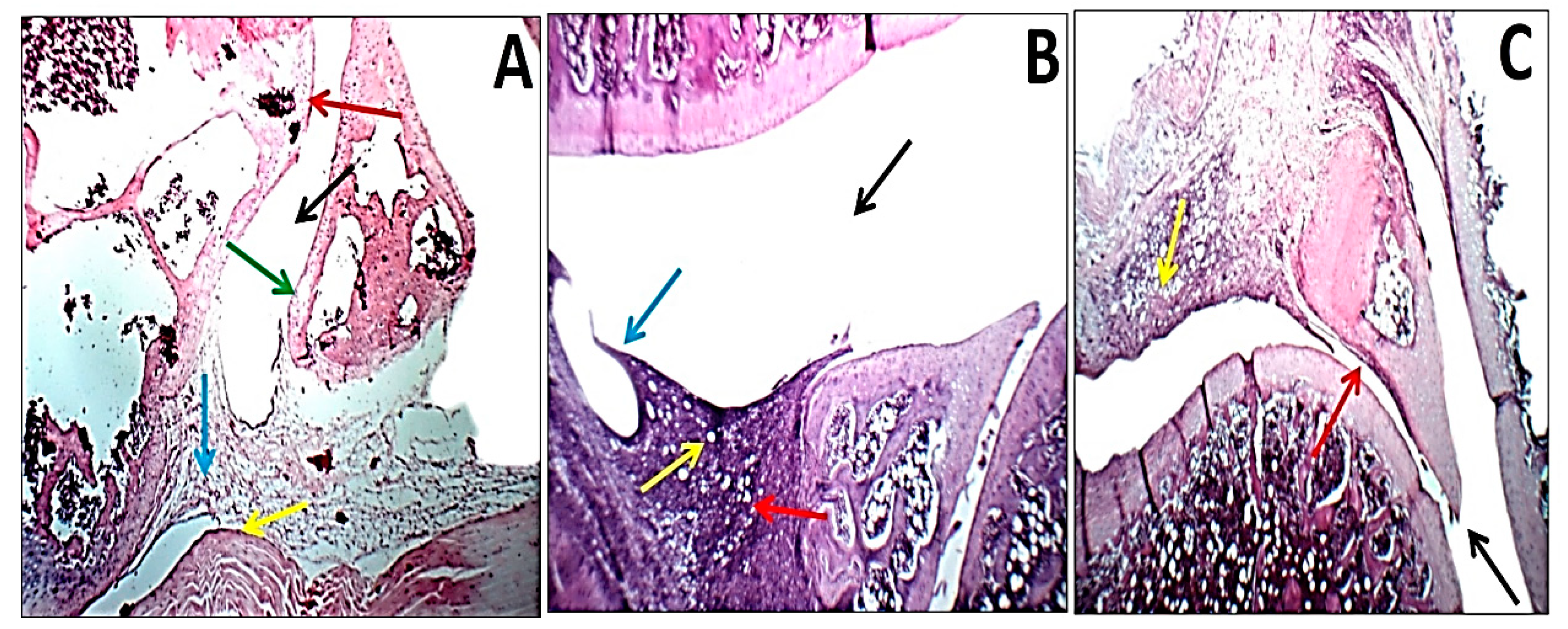 Pharmaceuticals 16 00285 g012