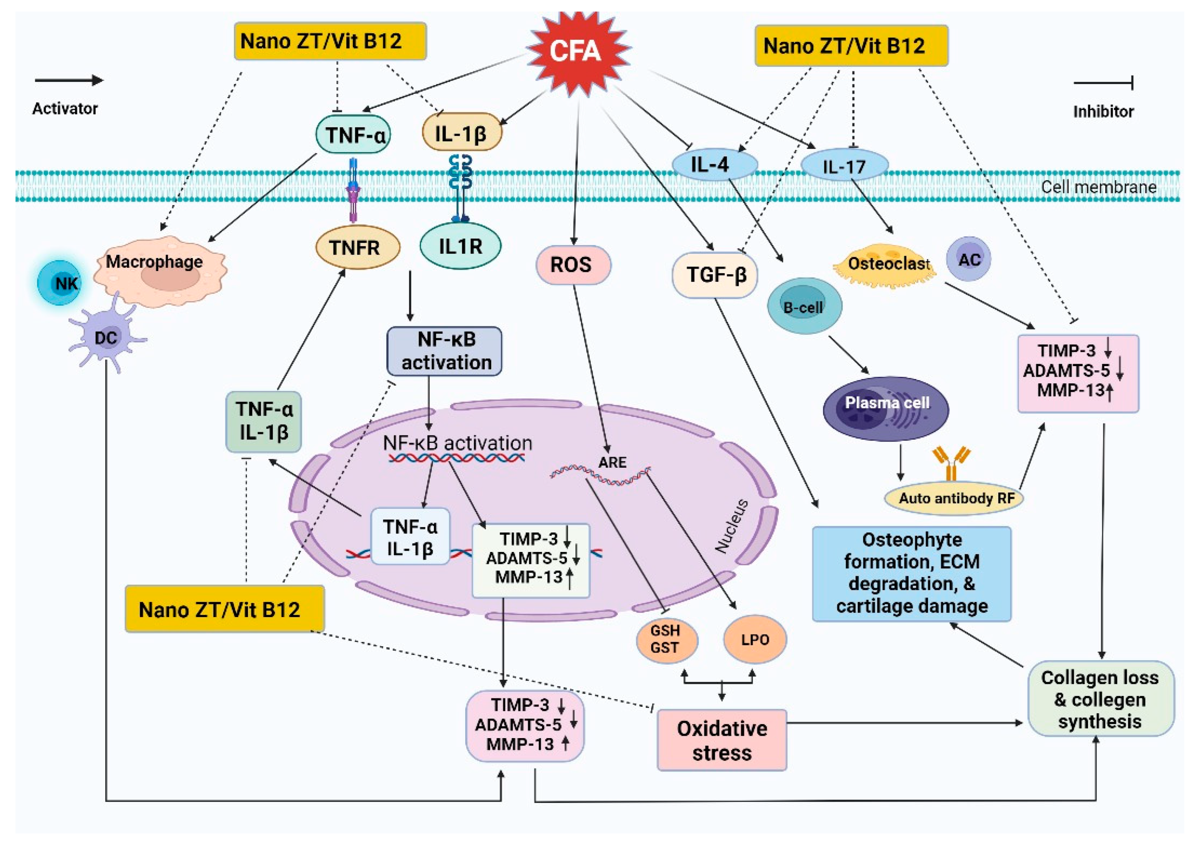 Pharmaceuticals 16 00285 g013