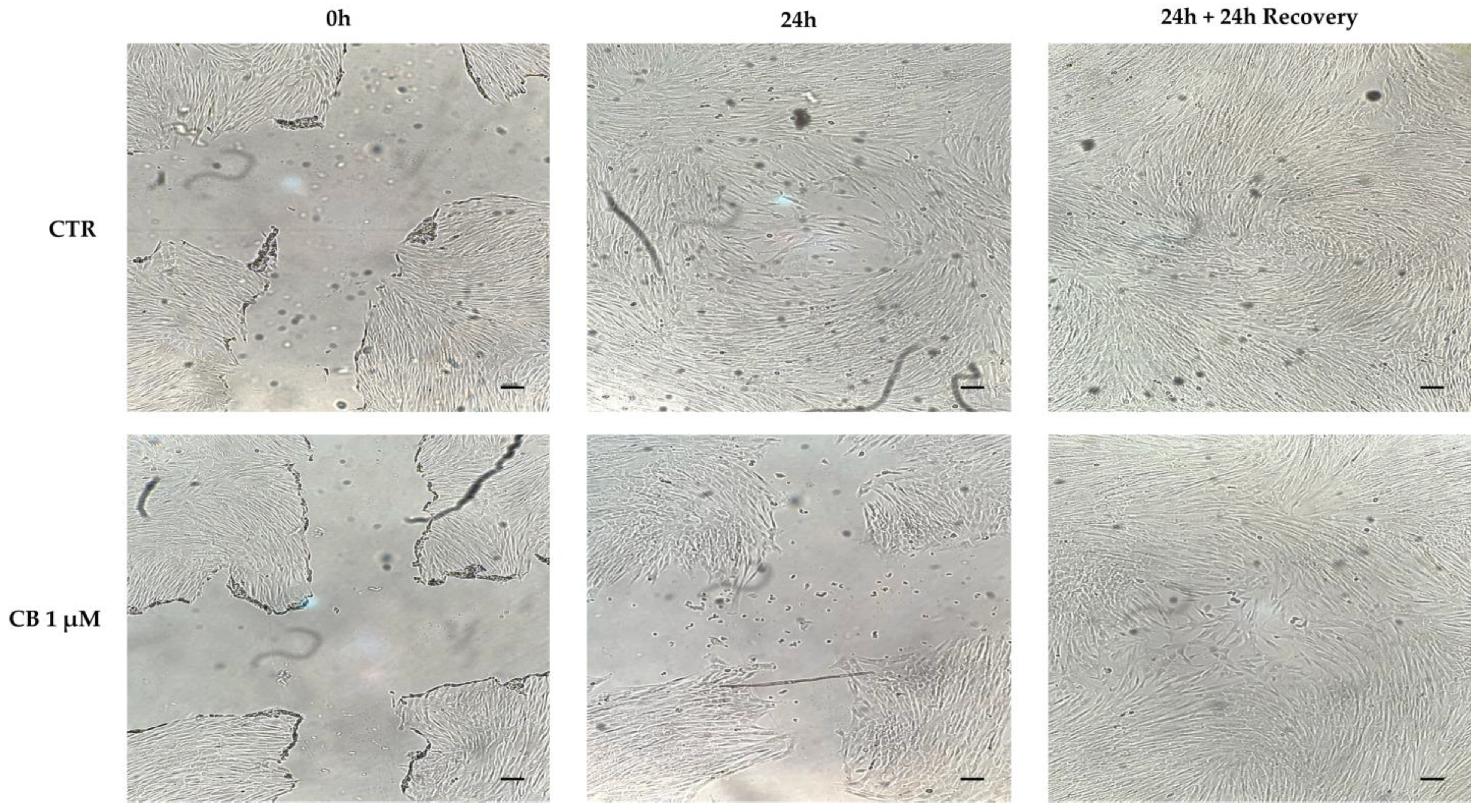 Pharmaceuticals 16 00289 g007
