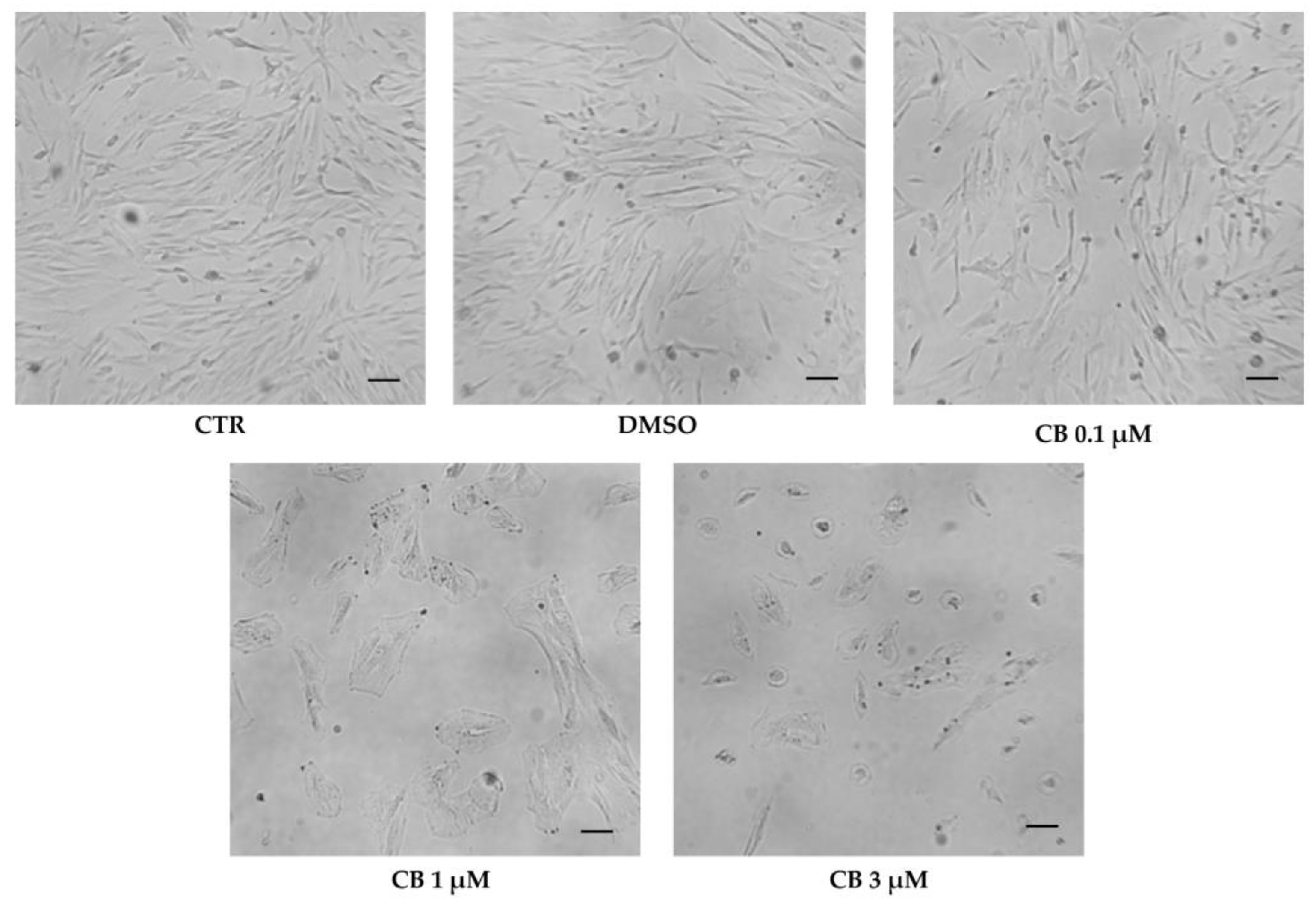 Pharmaceuticals 16 00289 g008