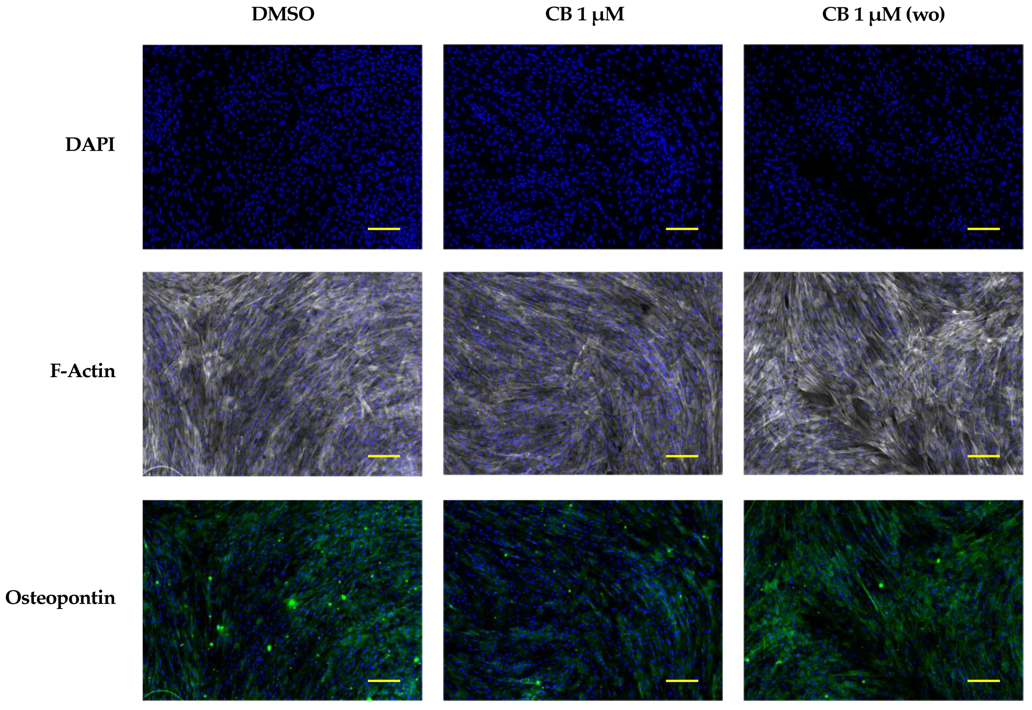 Pharmaceuticals 16 00289 g013