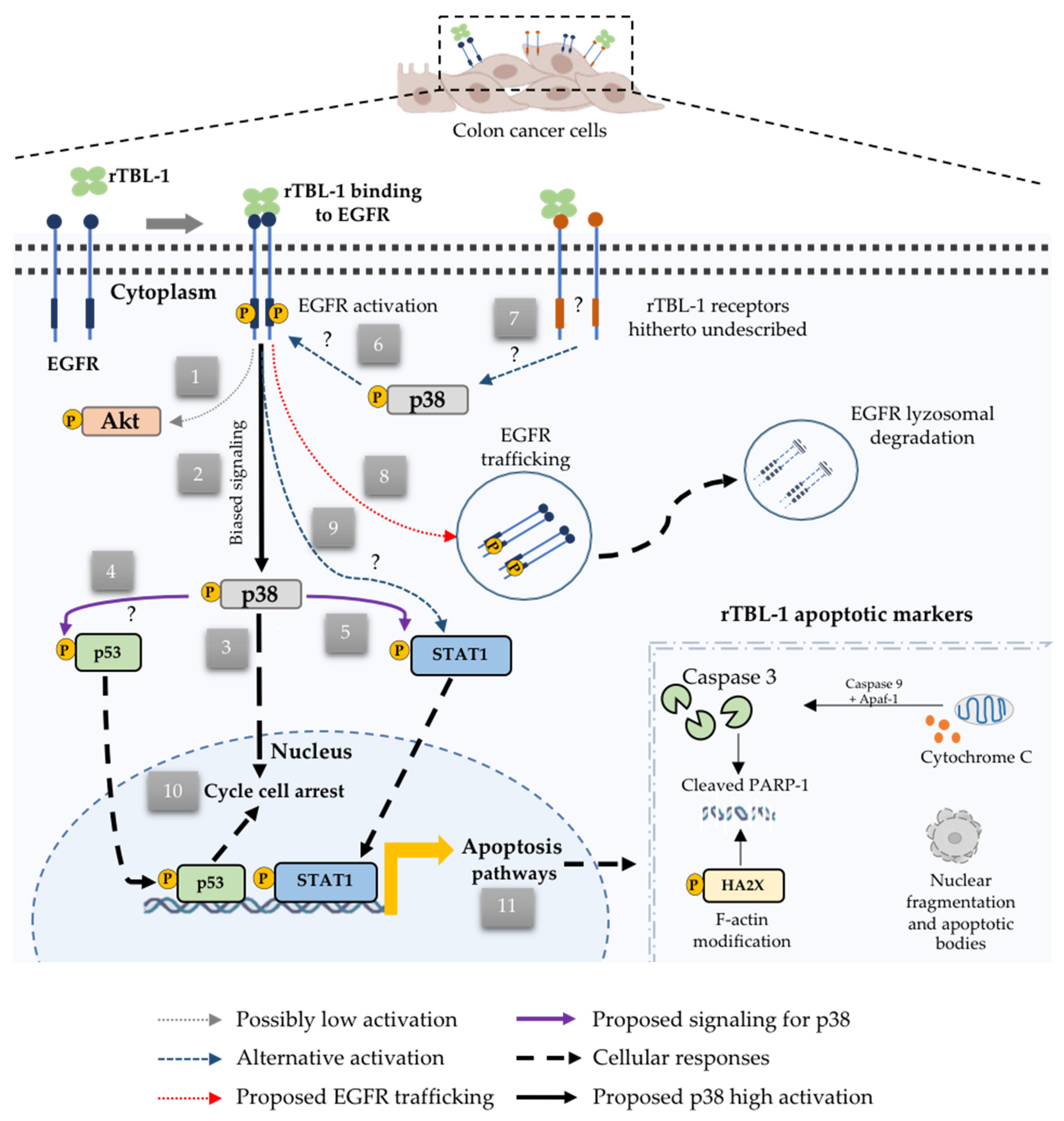 Pharmaceuticals 16 00290 g011
