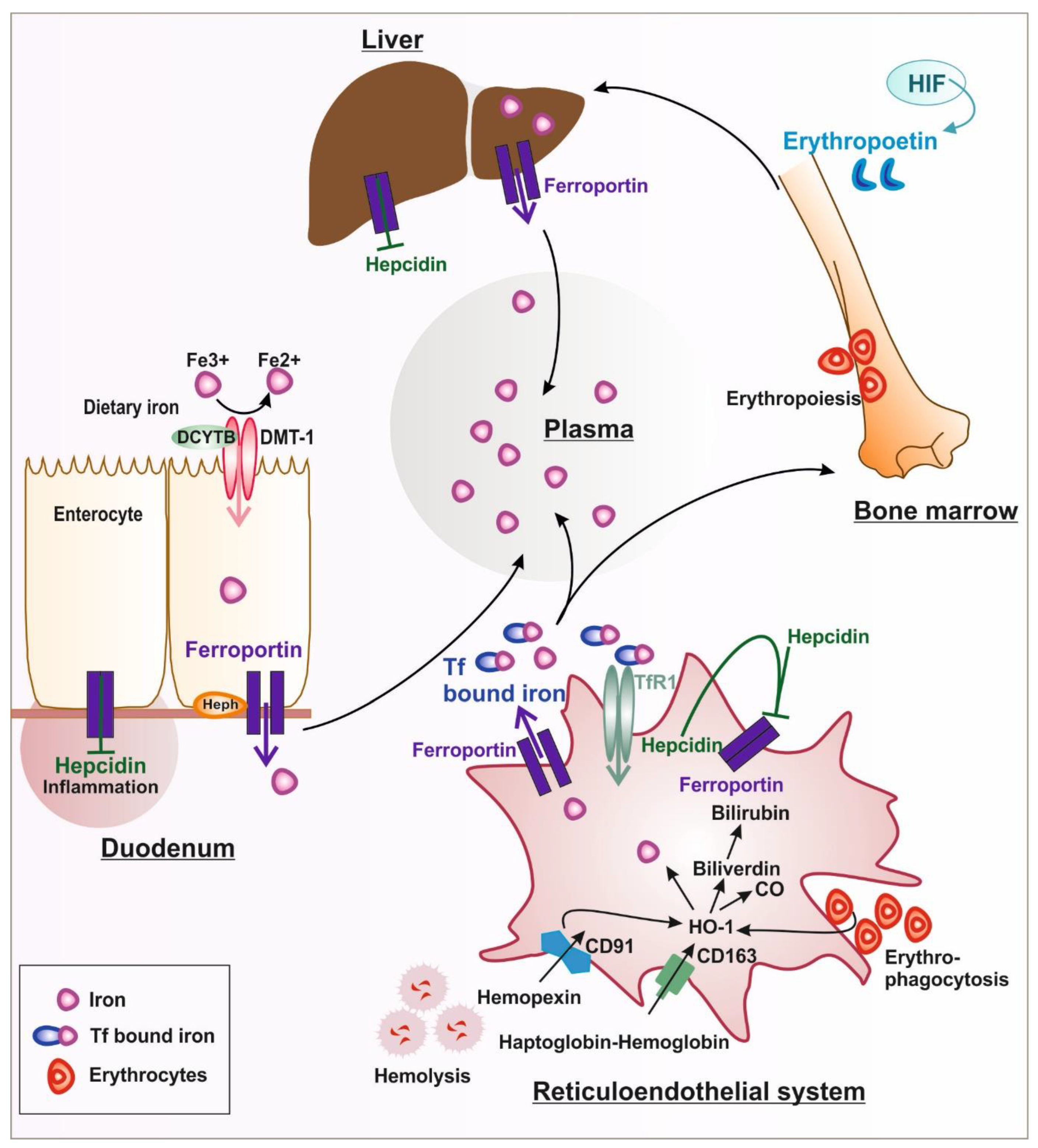 Pharmaceuticals 16 00329 g001 Pharmaceuticals 16 00329 g001