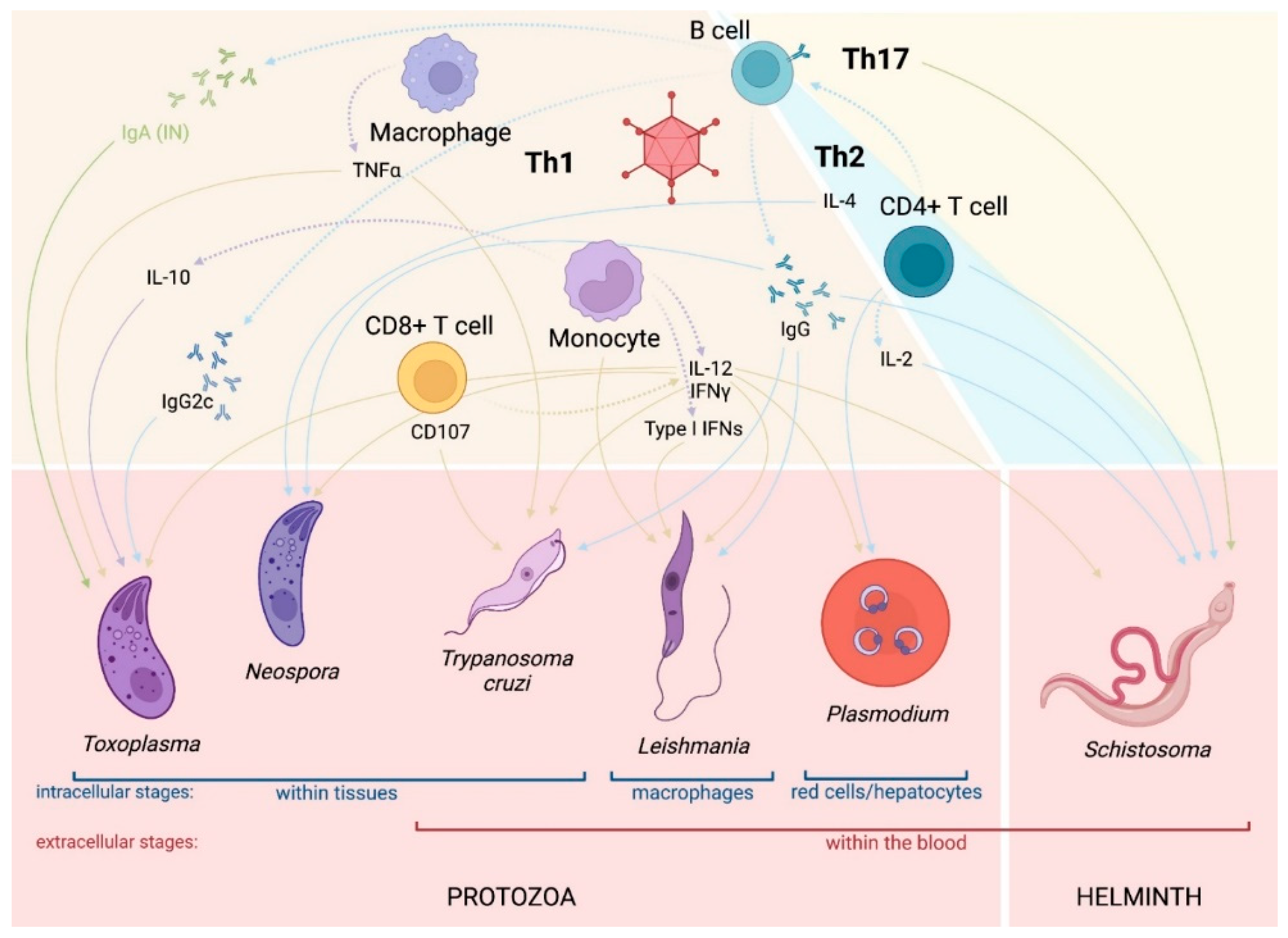 Pharmaceuticals 16 00334 g002 Pharmaceuticals 16 00334 g002