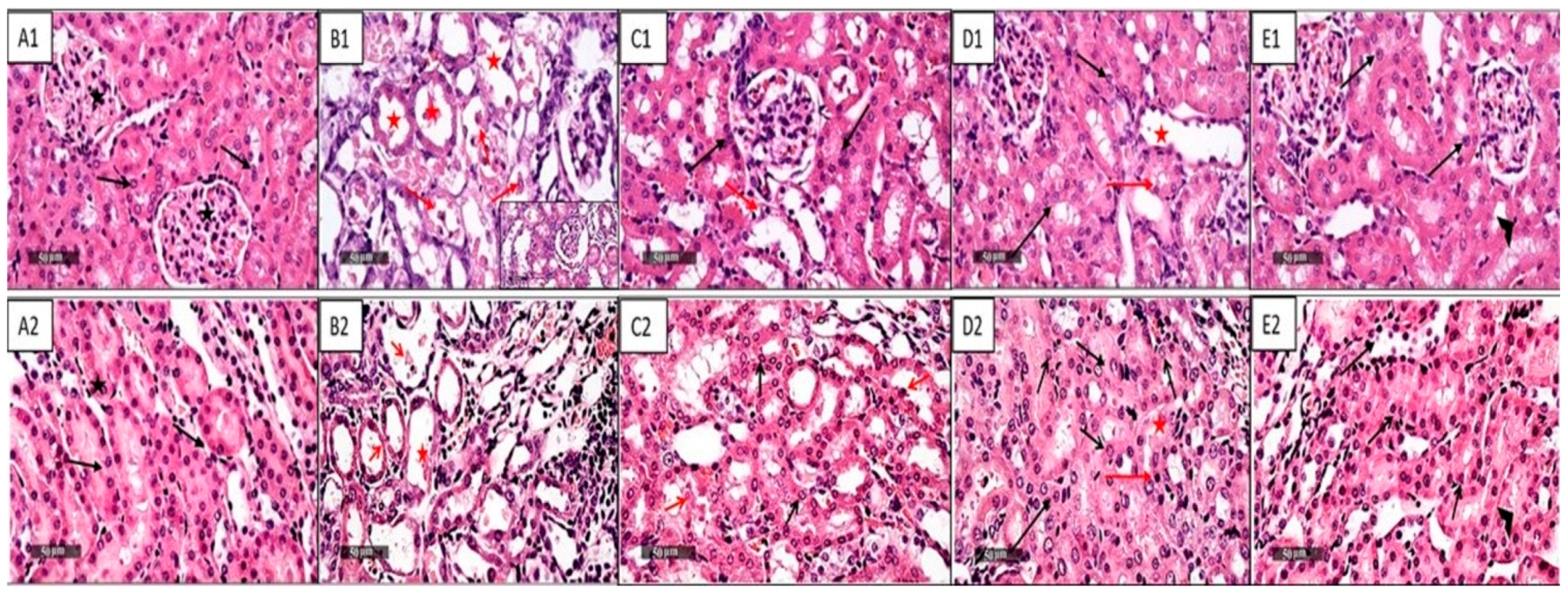 Pharmaceuticals 16 00337 g001 Pharmaceuticals 16 00337 g001