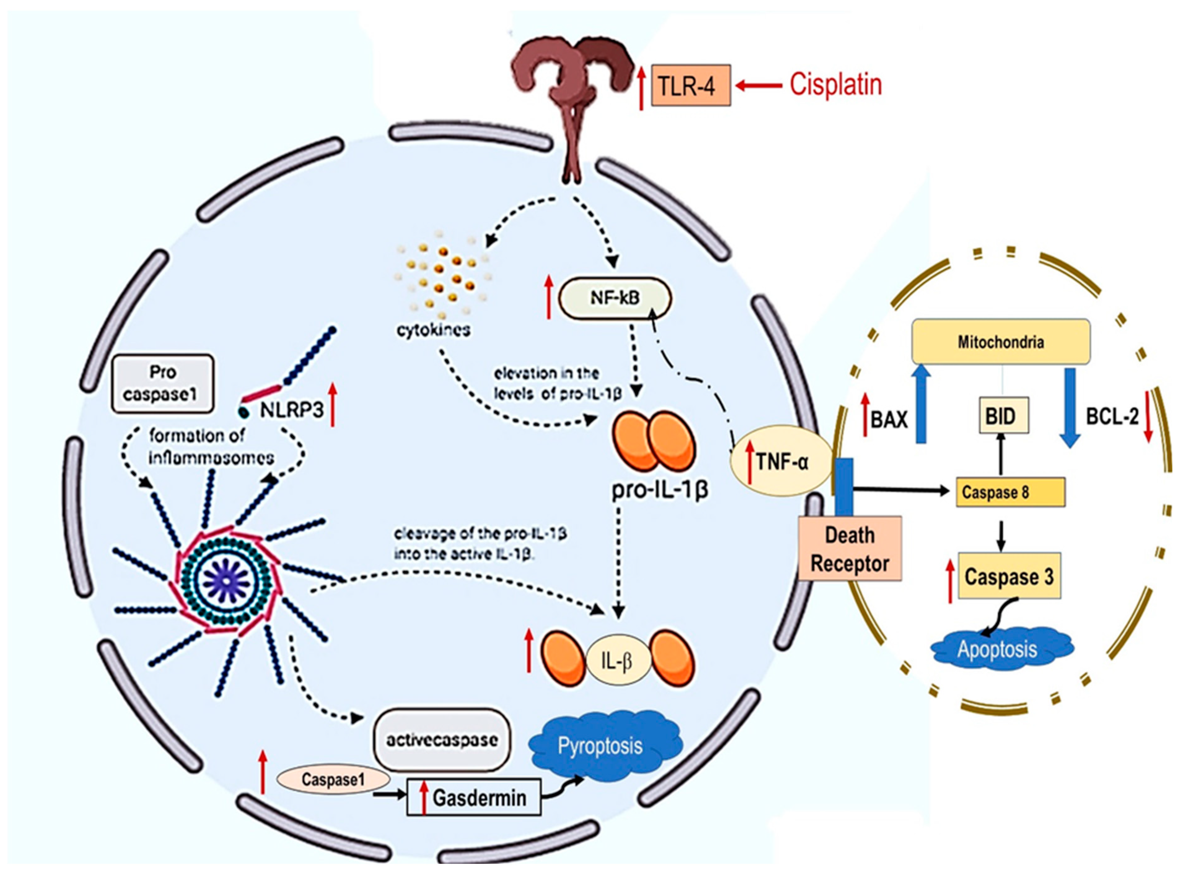 Pharmaceuticals 16 00337 g007 Pharmaceuticals 16 00337 g007