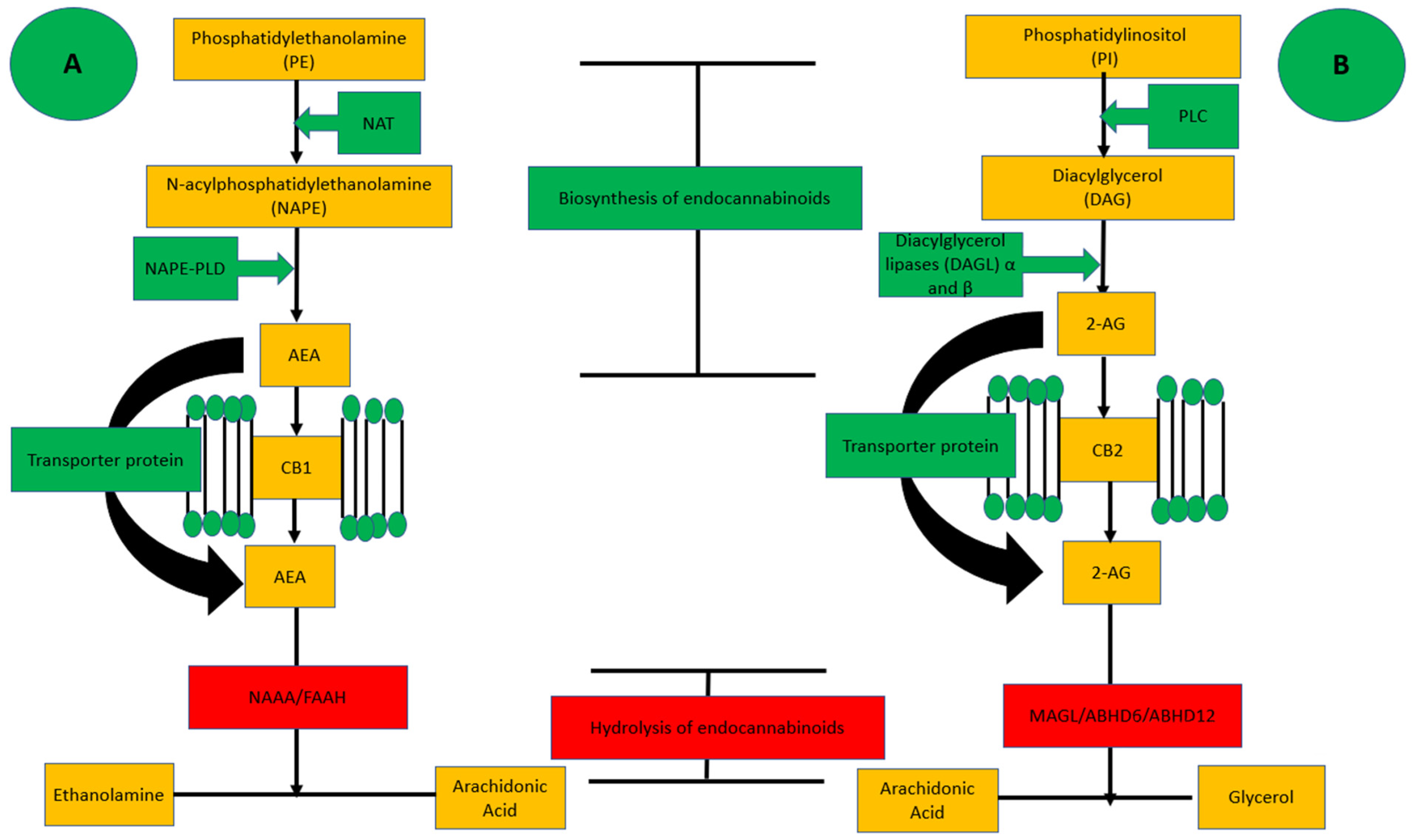 Pharmaceuticals 16 00345 g002