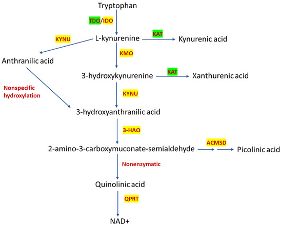 Kynureninase Promotes Immunosuppression and Predicts