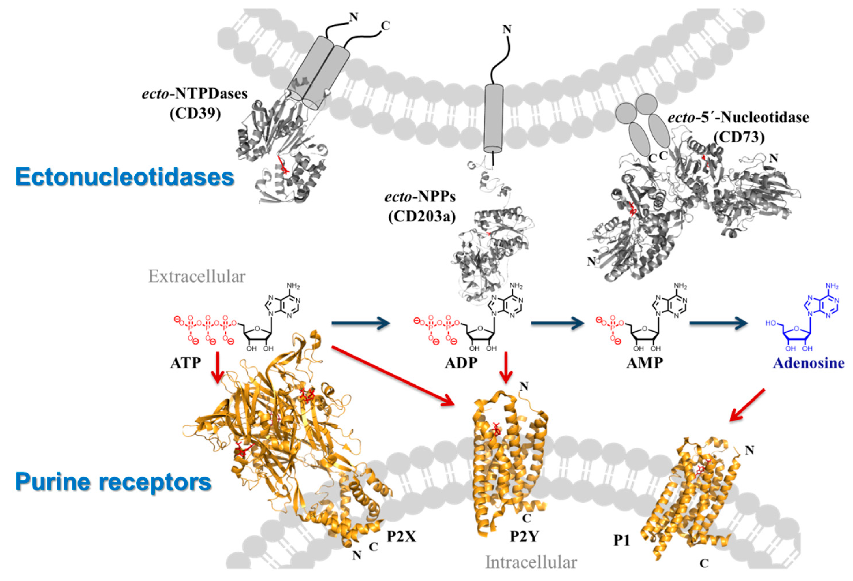 Pharmaceuticals 16 00432 g003 Pharmaceuticals 16 00432 g003