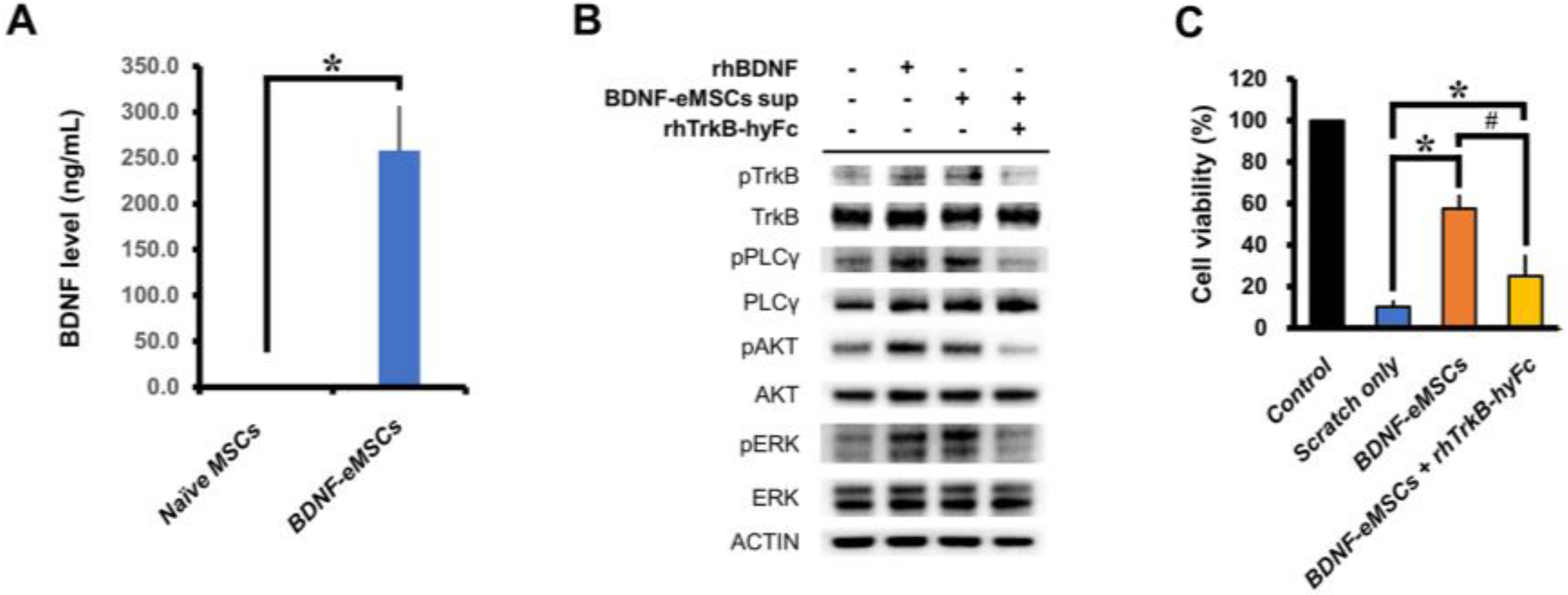 Engineered Mesenchymal Stem Cells Over-Expressing BDNF Protect the ...