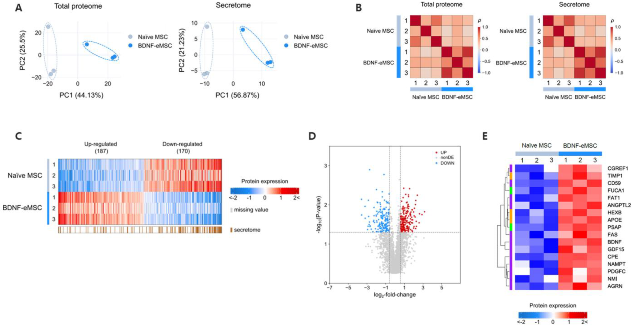 Engineered Mesenchymal Stem Cells Over-Expressing BDNF Protect the ...