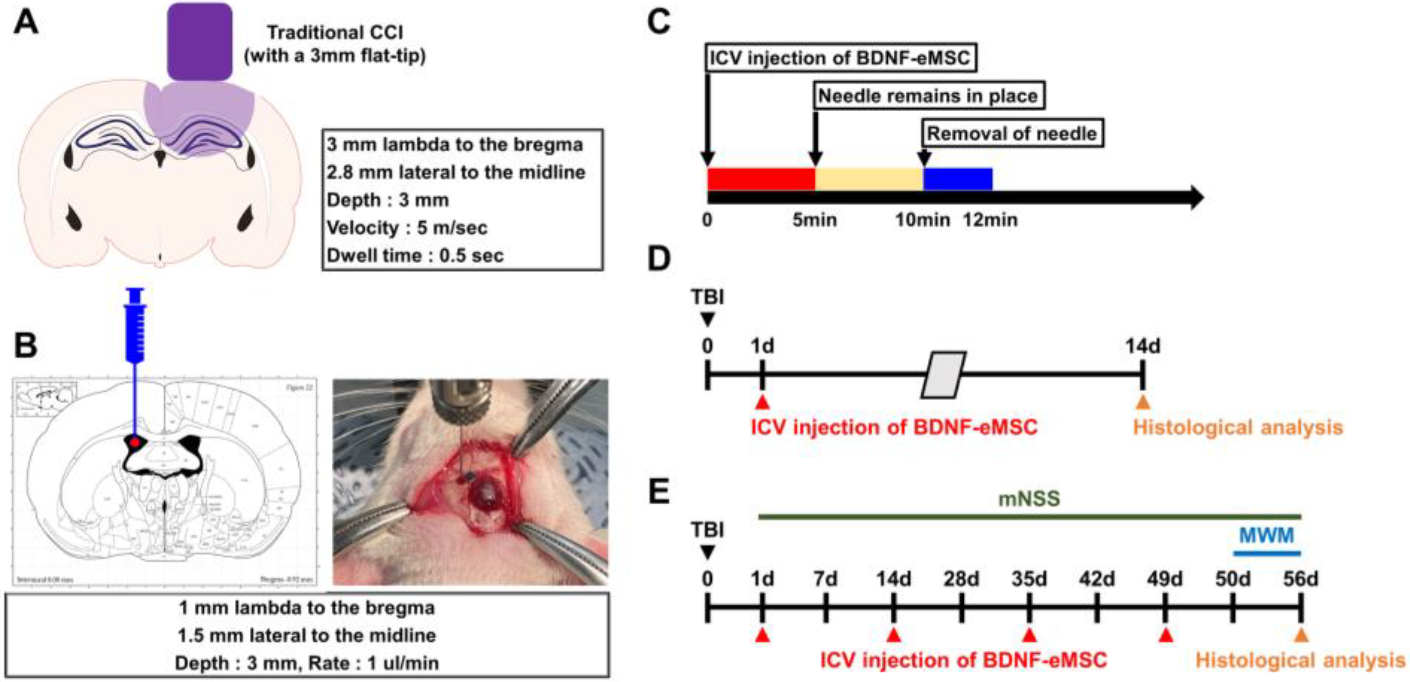 Engineered Mesenchymal Stem Cells Over-Expressing BDNF Protect the ...