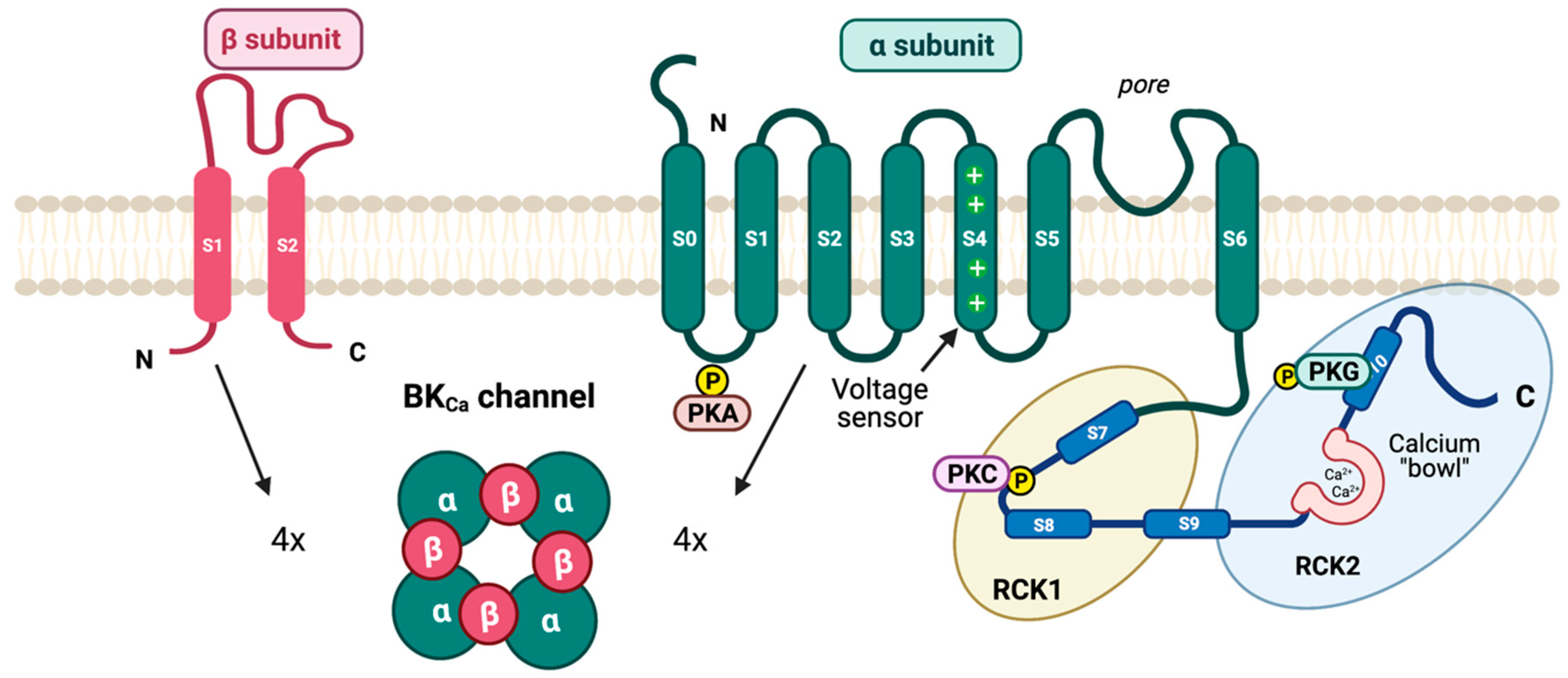 Pharmaceuticals 16 00438 g004