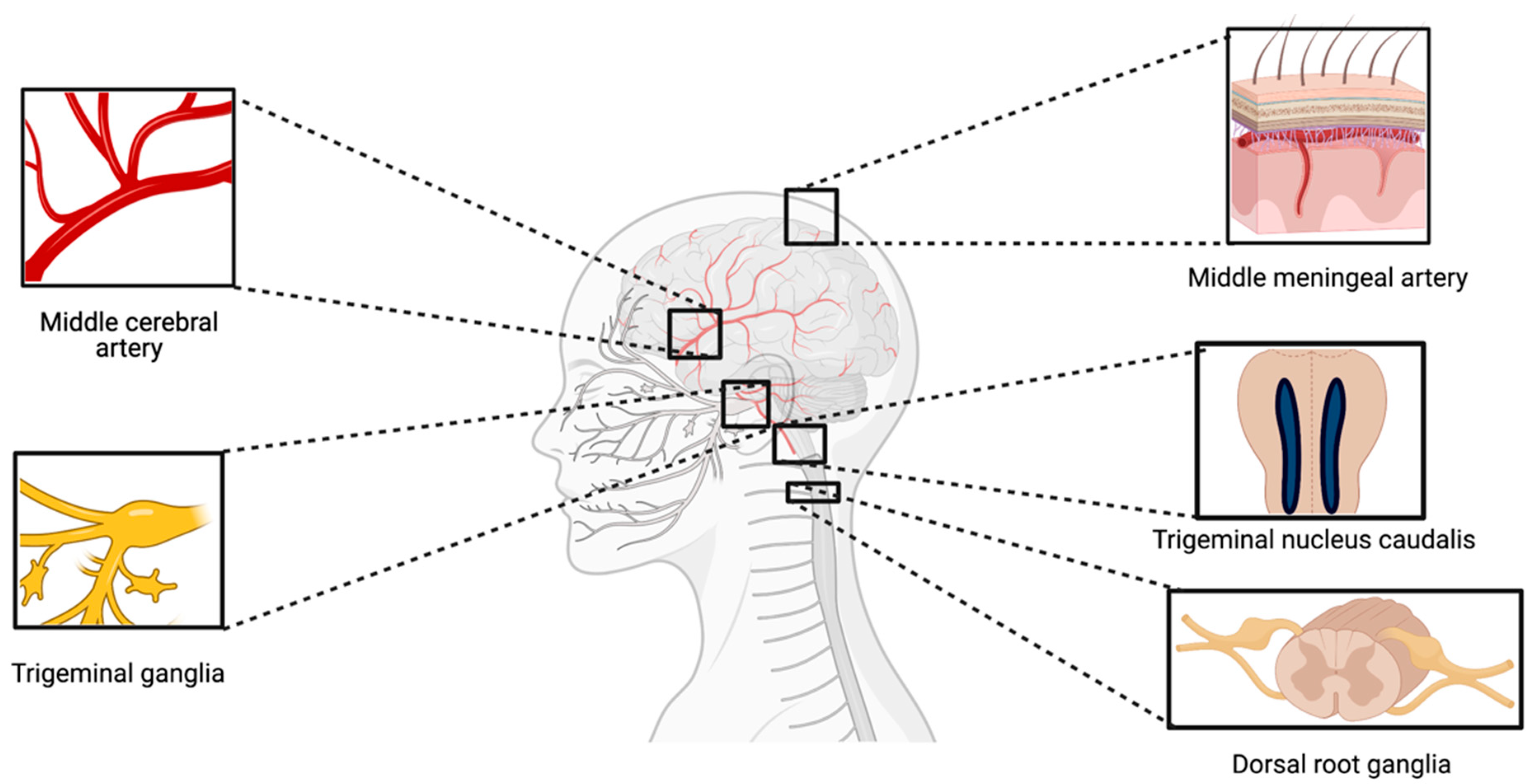 Pharmaceuticals 16 00438 g005
