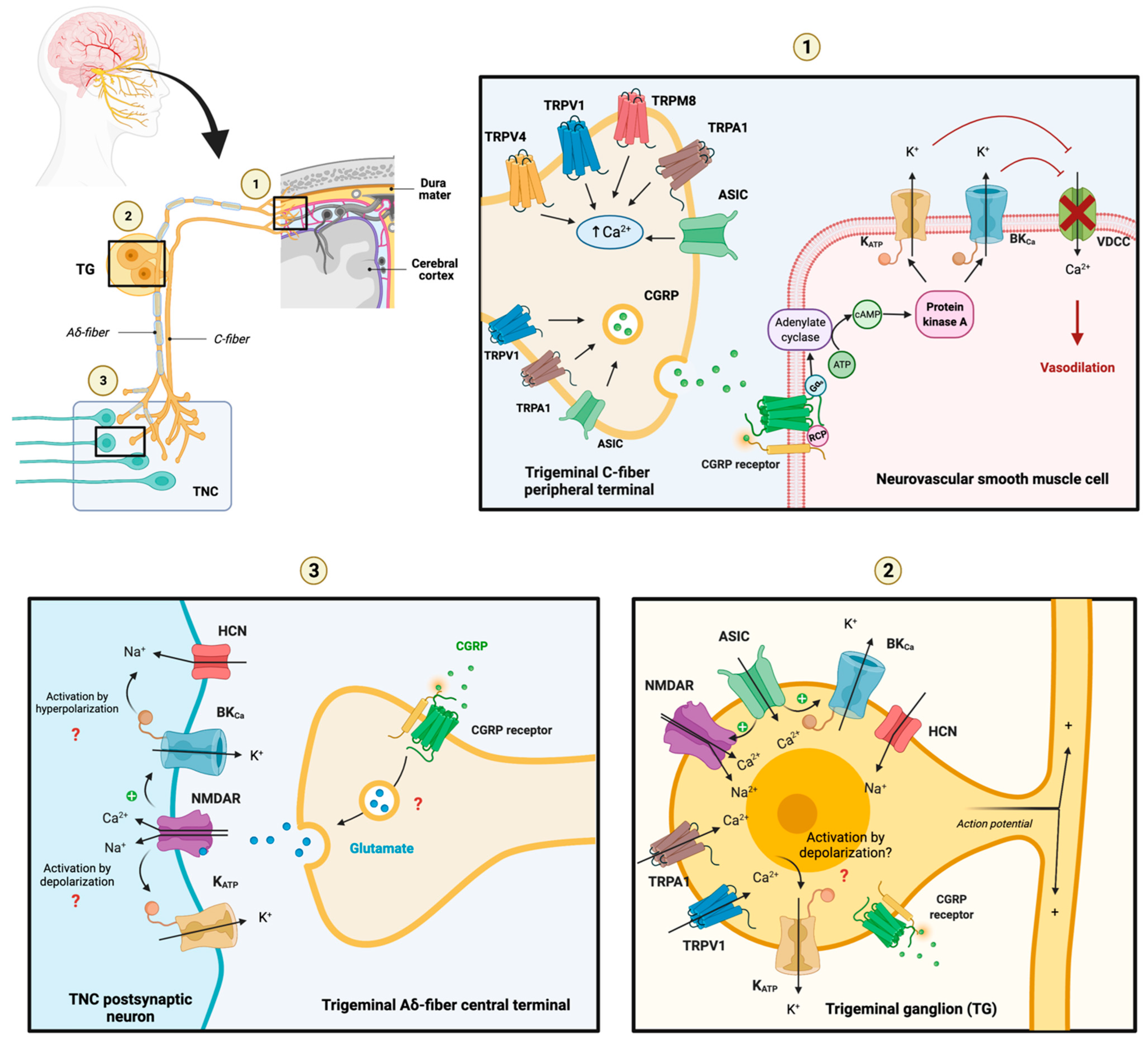 Pharmaceuticals 16 00438 g007
