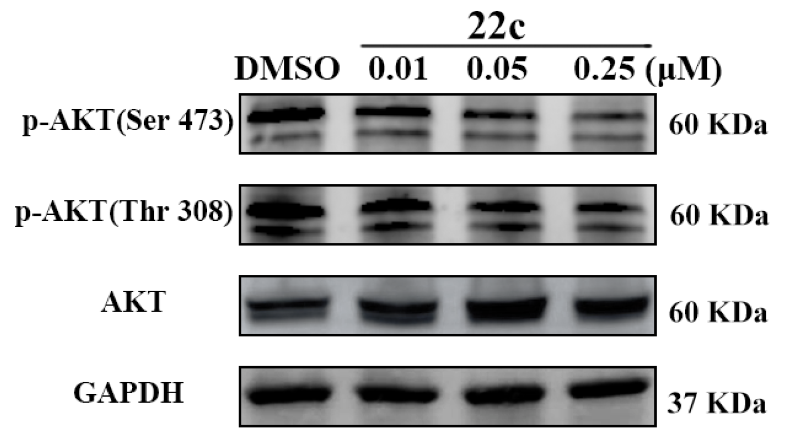 Pharmaceuticals 16 00461 g003