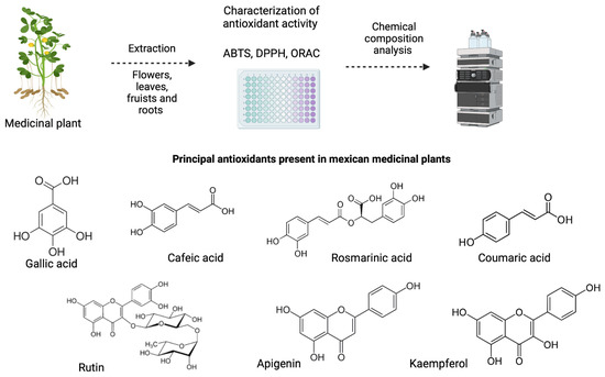 Antioxidants in Traditional Mexican Medicine and Their Applications as Antitumor Treatments Antioxidants in Traditional Mexican Medicine and Their Applications as Antitumor Treatments